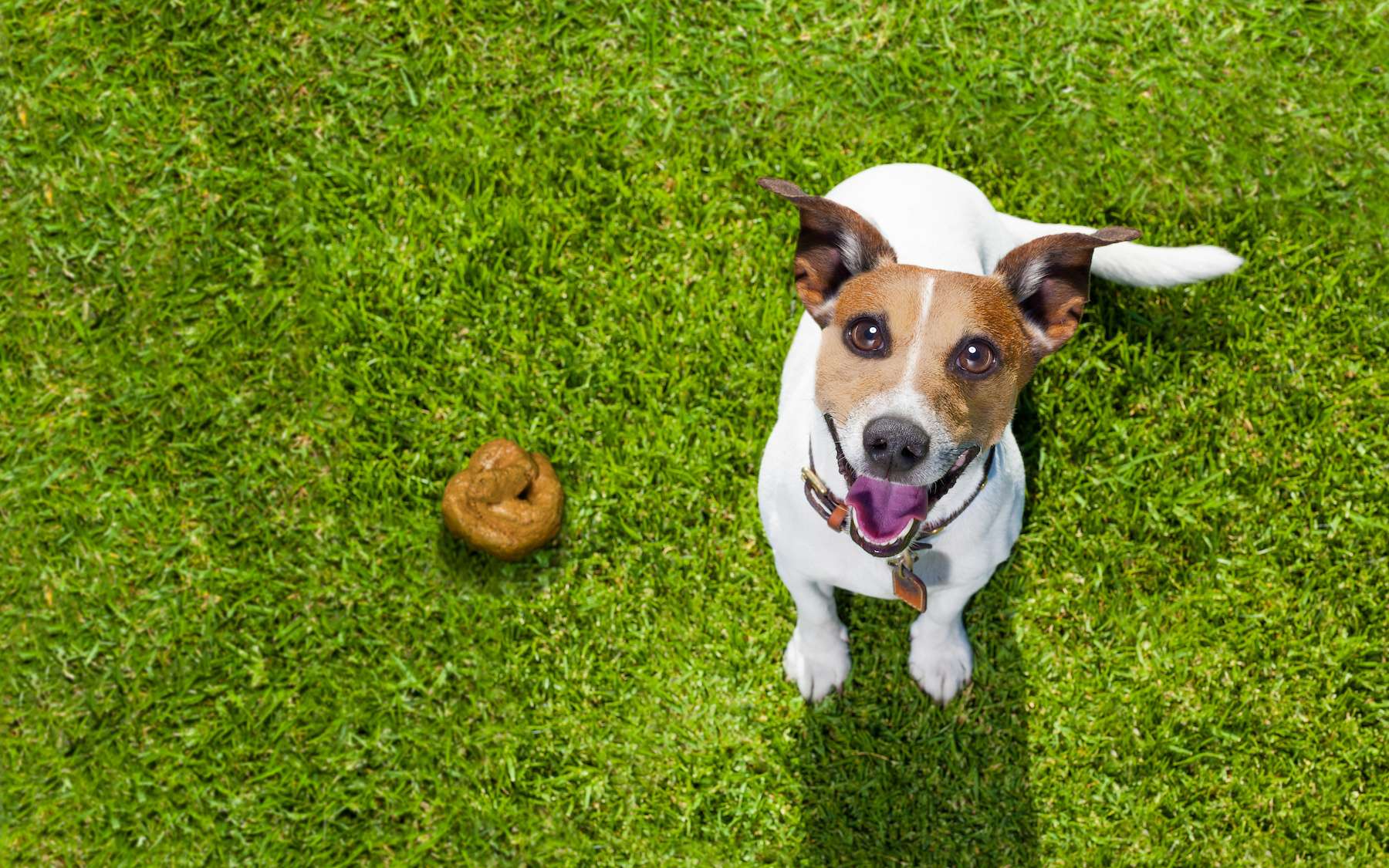 pourquoi les chiens aiment tant les excréments humains