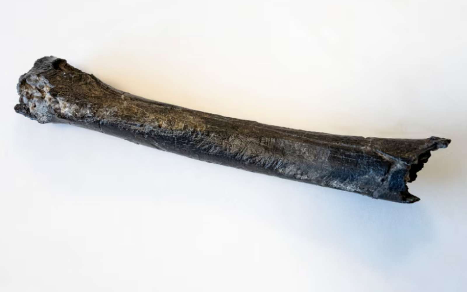 Toumaï : ce fossile qui remet en question l'histoire de l'humanité