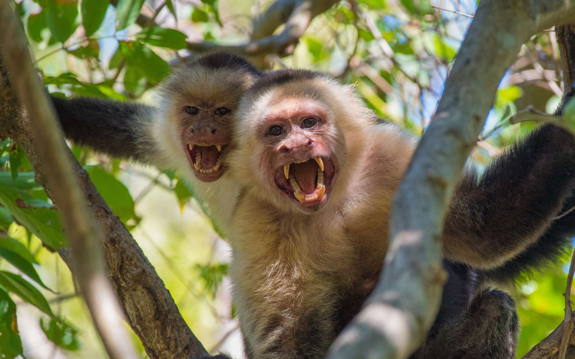 Un comportement jamais vu chez les animaux : ces singes kidnappent des bébés... et personne ne sait pourquoi !