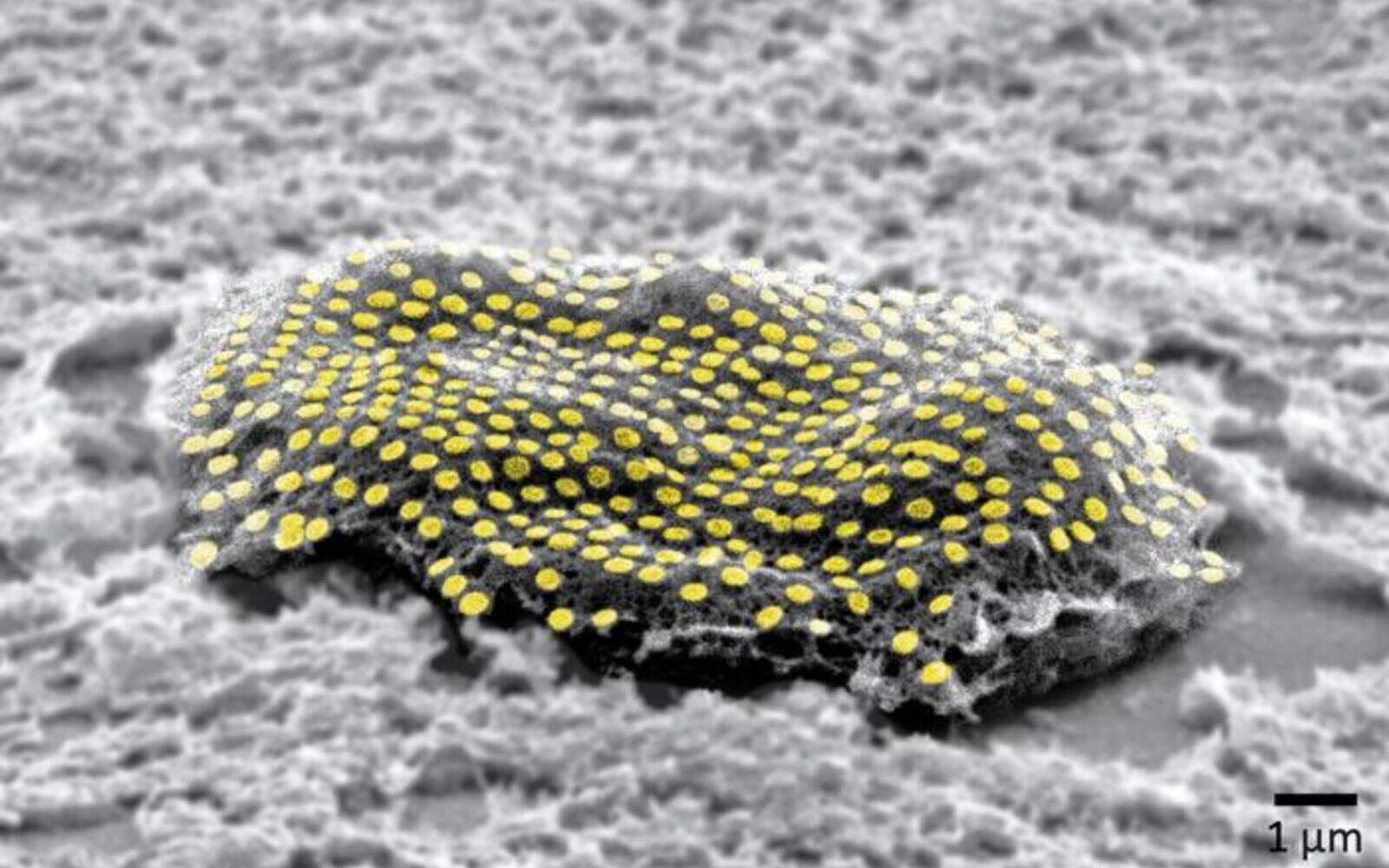 Des scientifiques ont réalisé un nano-tatouage sur une cellule vivante