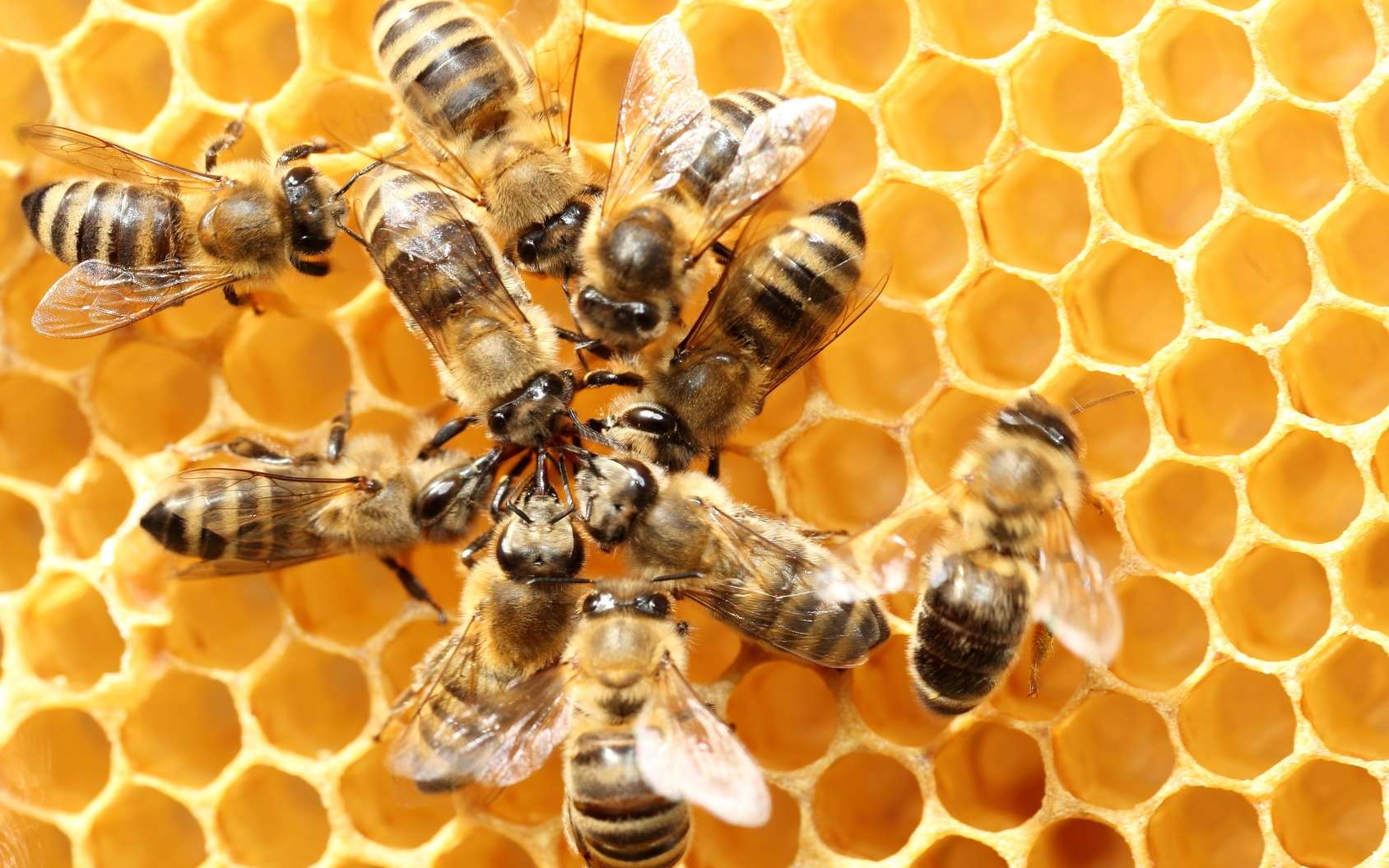 Neonicotinoides Le Risque Pour Les Abeilles Est Confirme