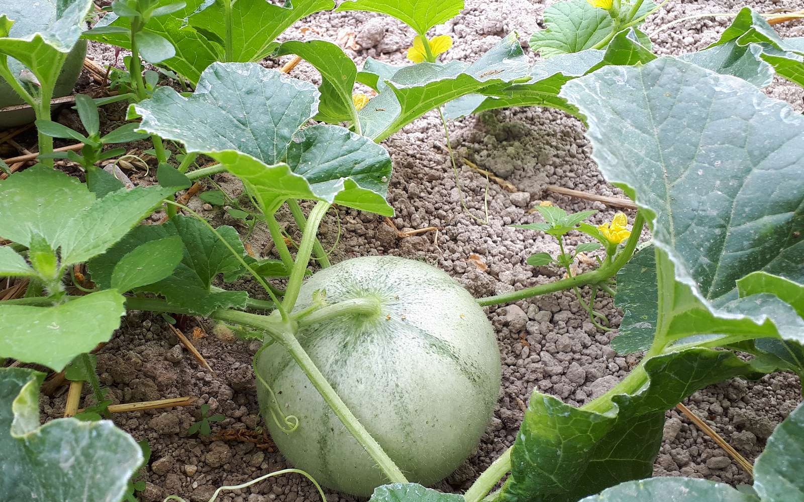 Comment Faire Pour Avoir Des Beau Melon