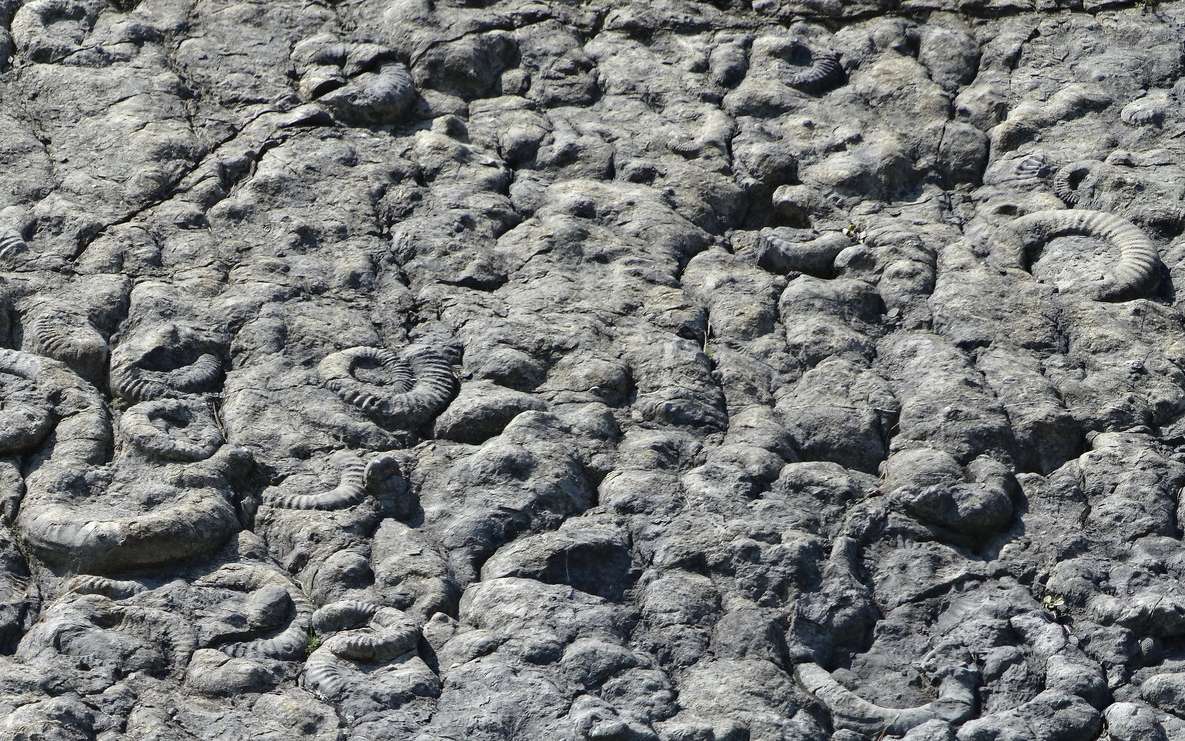 Détail de la dalle aux ammonites de Digne. © Banco de Imagenes Geologicas, Flickr