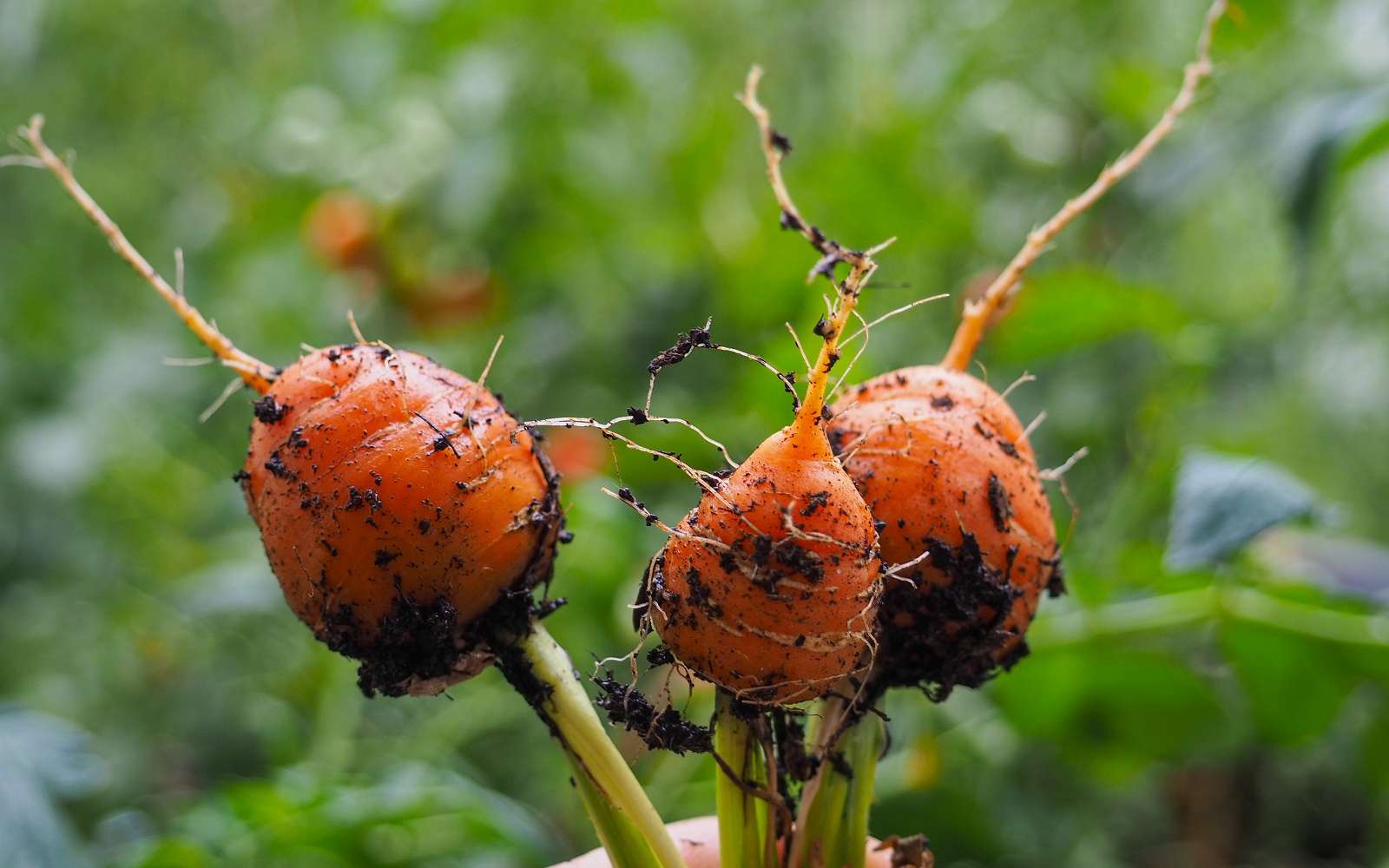Variétés de carottes à courtes racines à cultiver en pot. © Sophie Z, Abobe Stock