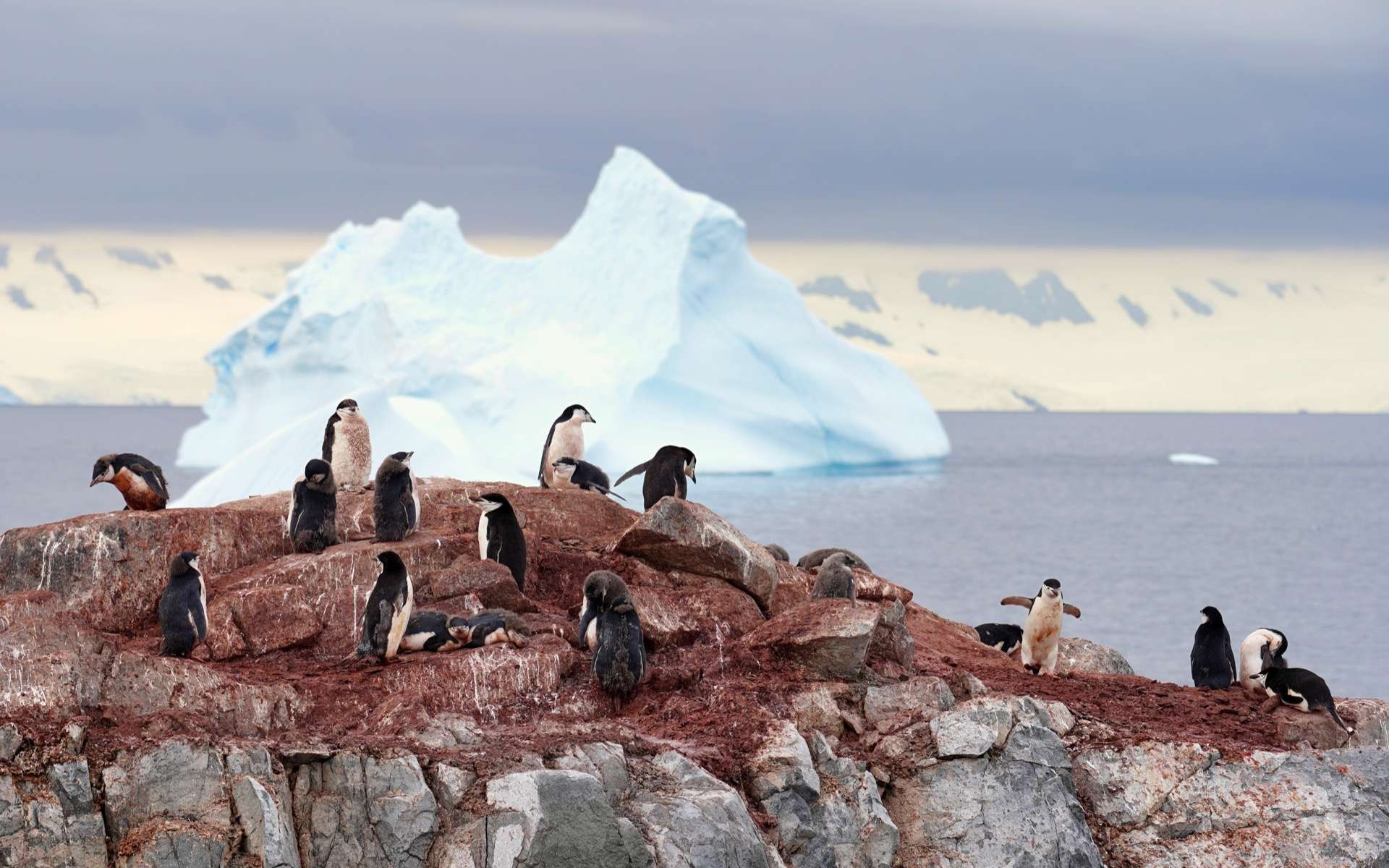 Voici la première carte des espaces verts de l'Antarctique et c'est inquiétant !