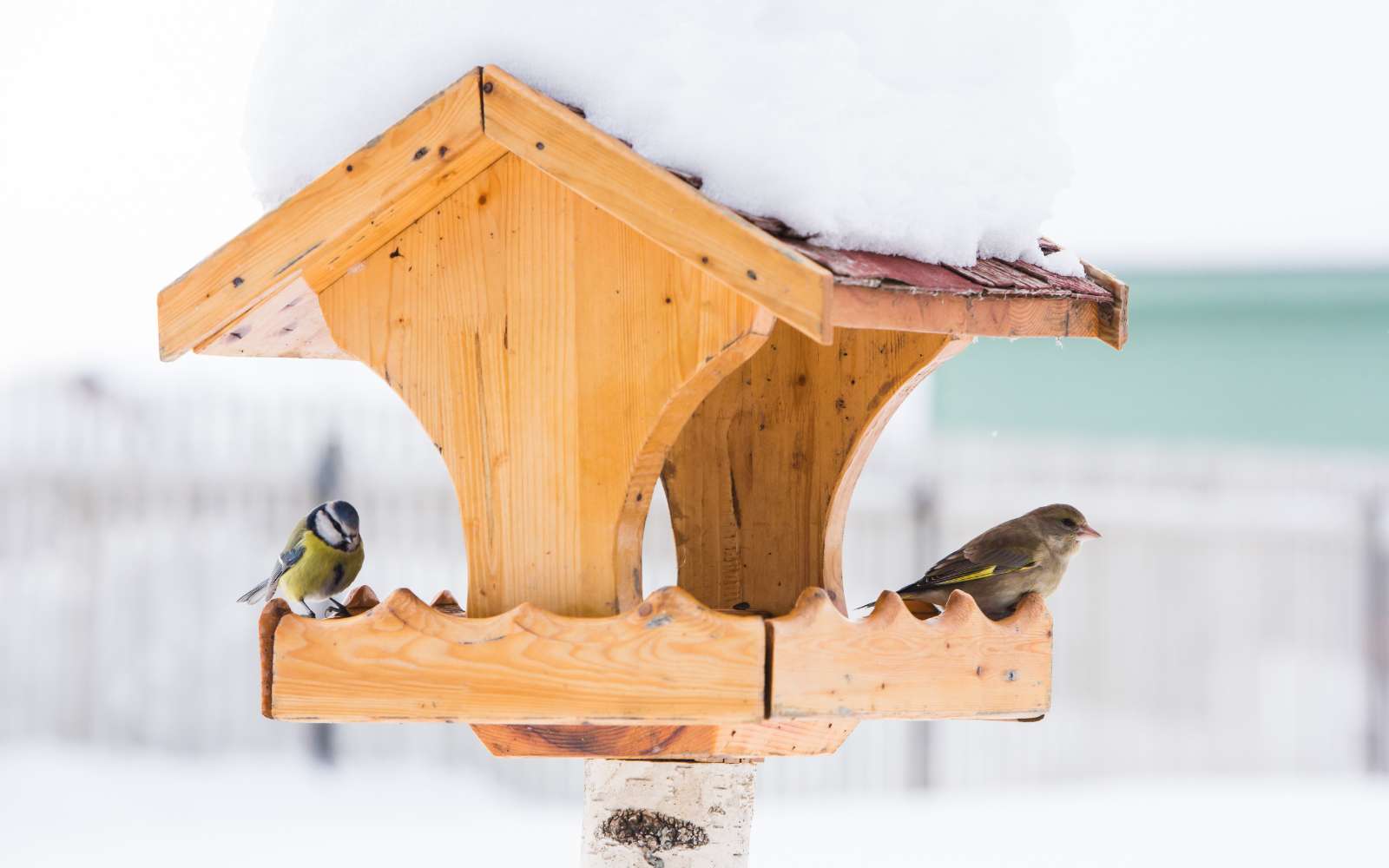 Ces erreurs peuvent faire du mal aux oiseaux dans votre jardin : les astuces que tout le monde devrait connaître