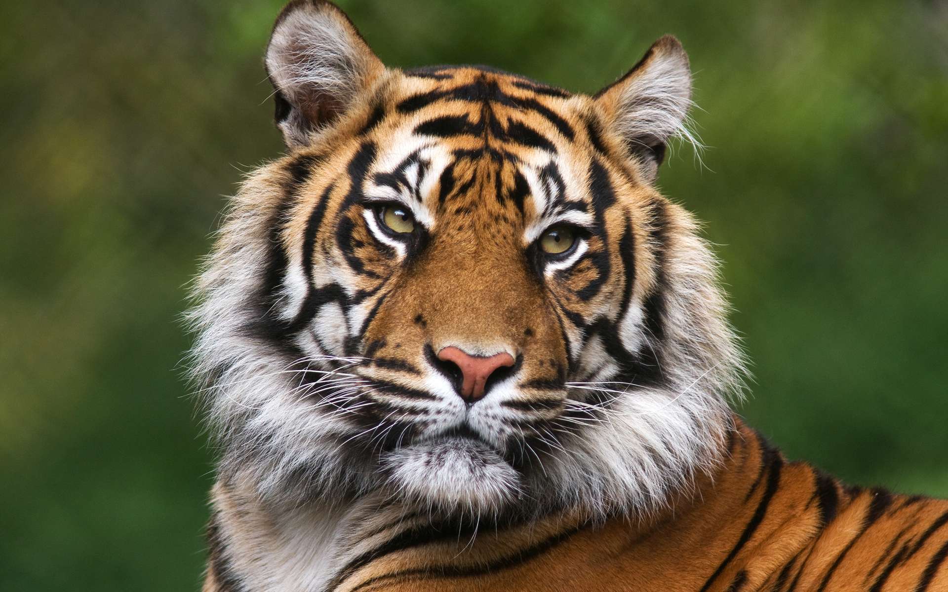 Biodiversité : une bonne nouvelle pour les tigres en Thaïlande !