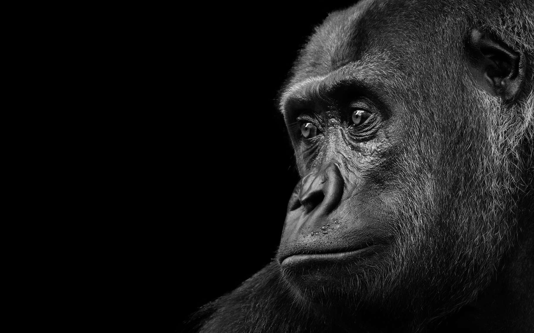 Bêtes de science : Koko, ce gorille qui parlait... avec ses mains !