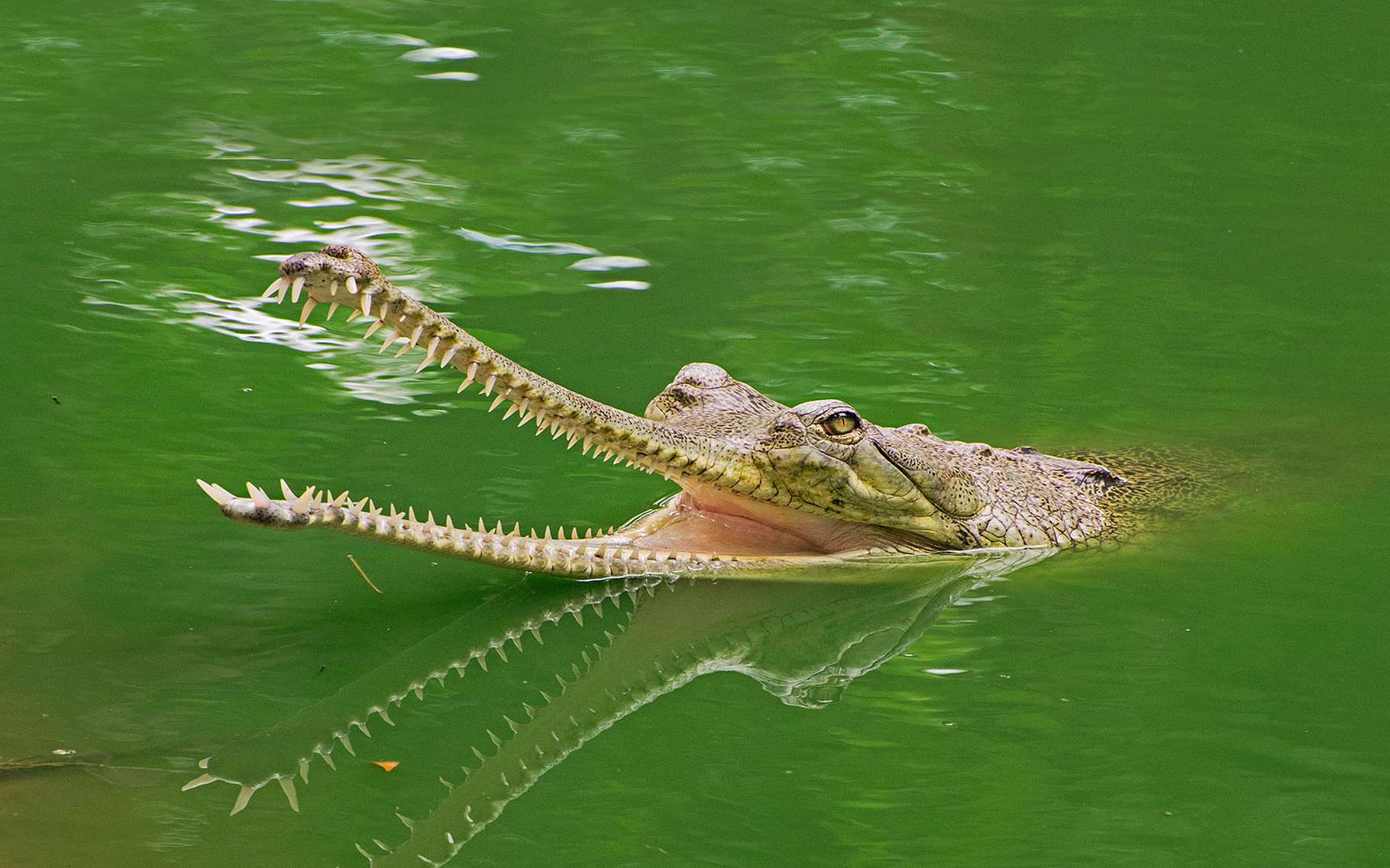 Crocodiles alligators évolution et différences Dossier