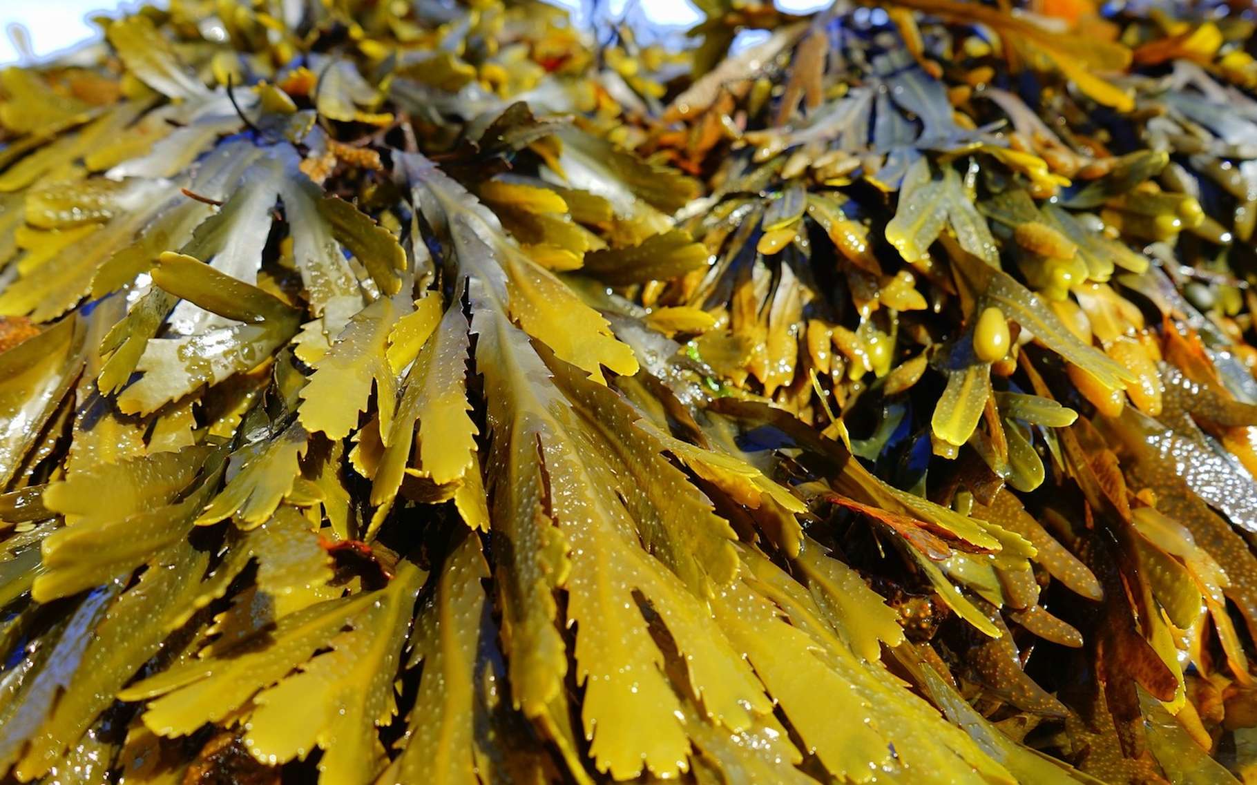 Une équipe internationale de chercheurs exploite des extraits d’algues pour produire des matériaux durables et performants. © Pexels, Pixabay, CC0 Public Domain
