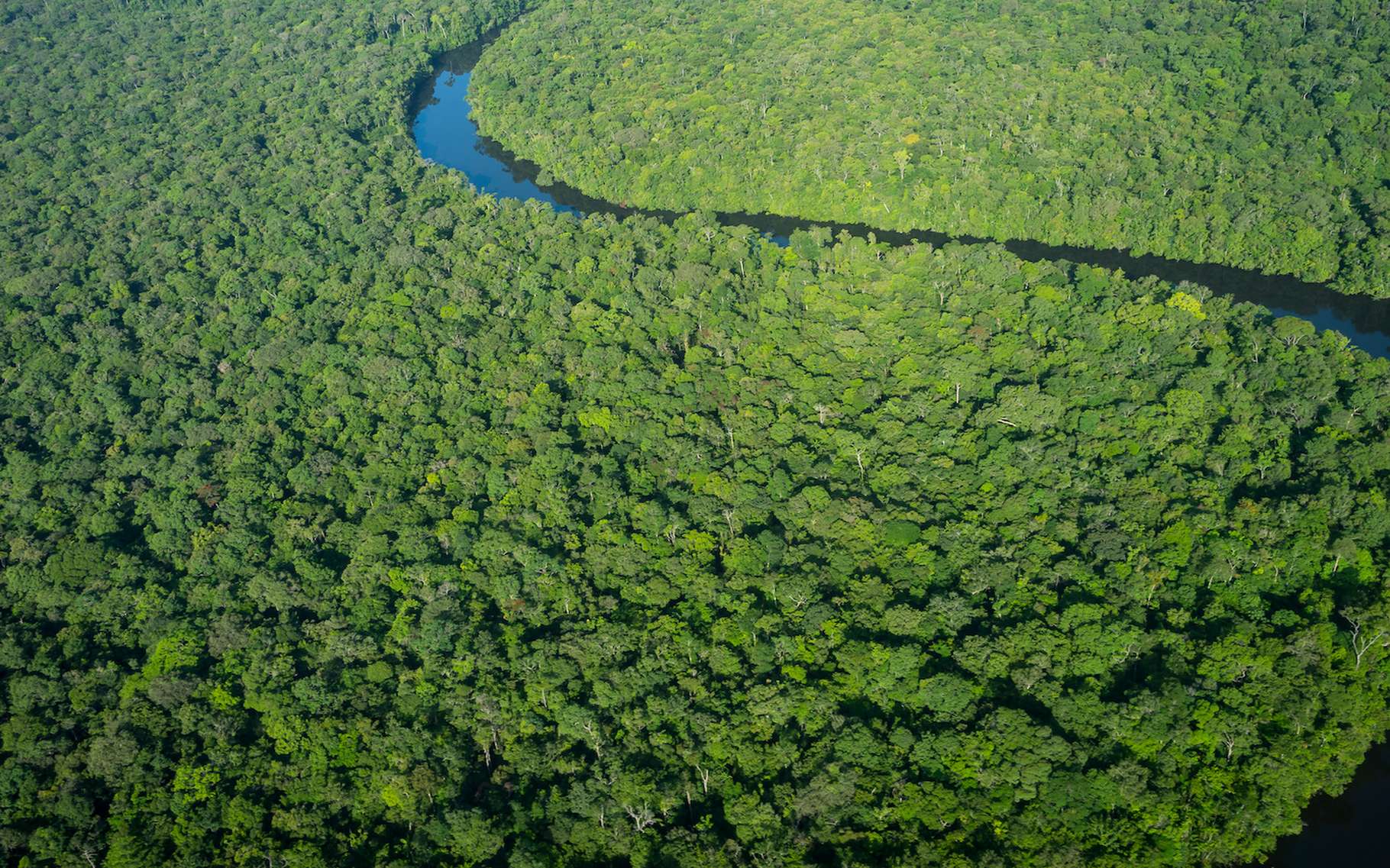 Il faut préserver nos forêts. Pas seulement pour leur capacité à stocker du carbone. © W.Stevens, Adobe Stock