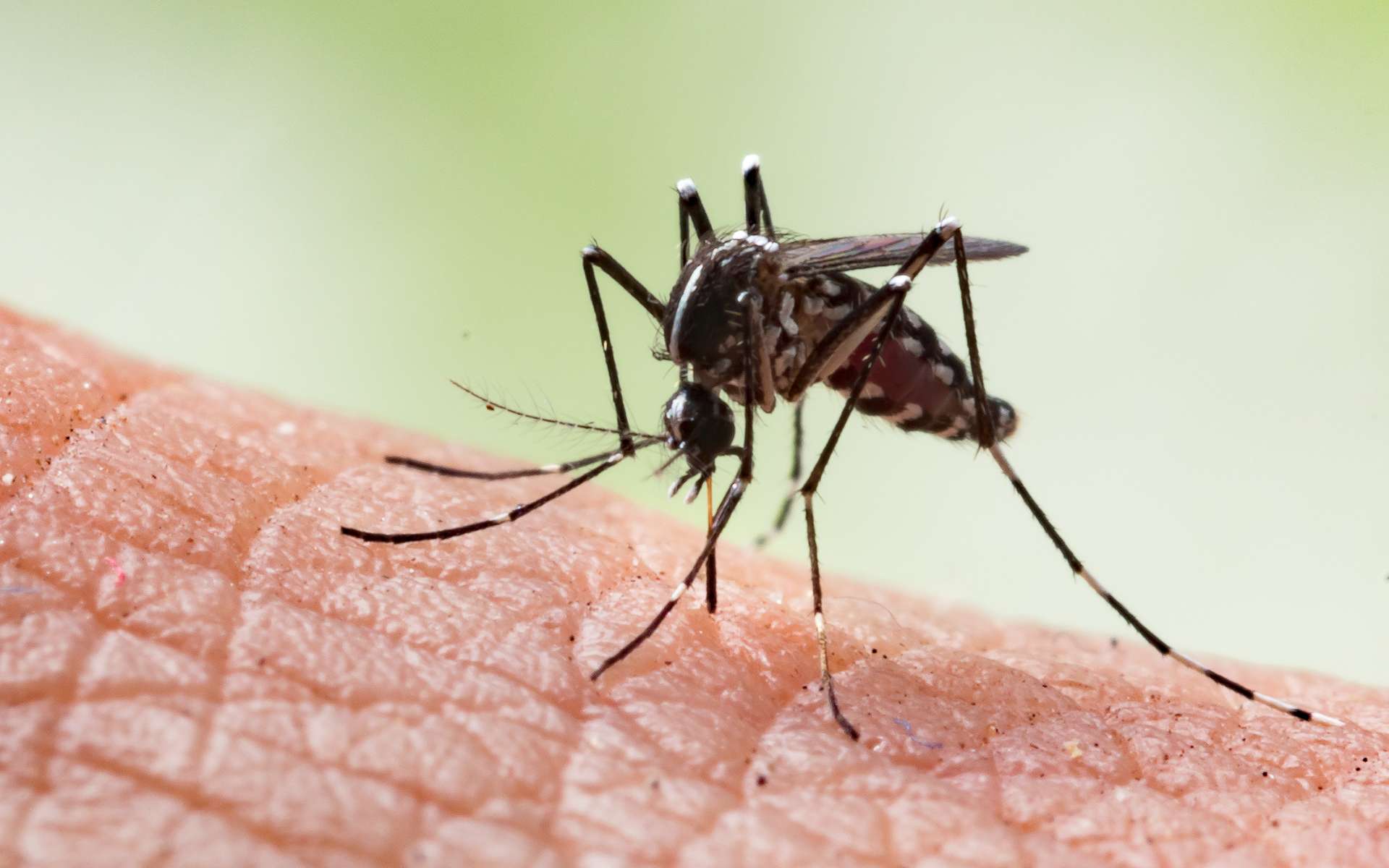 Des résultats prometteurs pour un vaccin anti-chikungunya