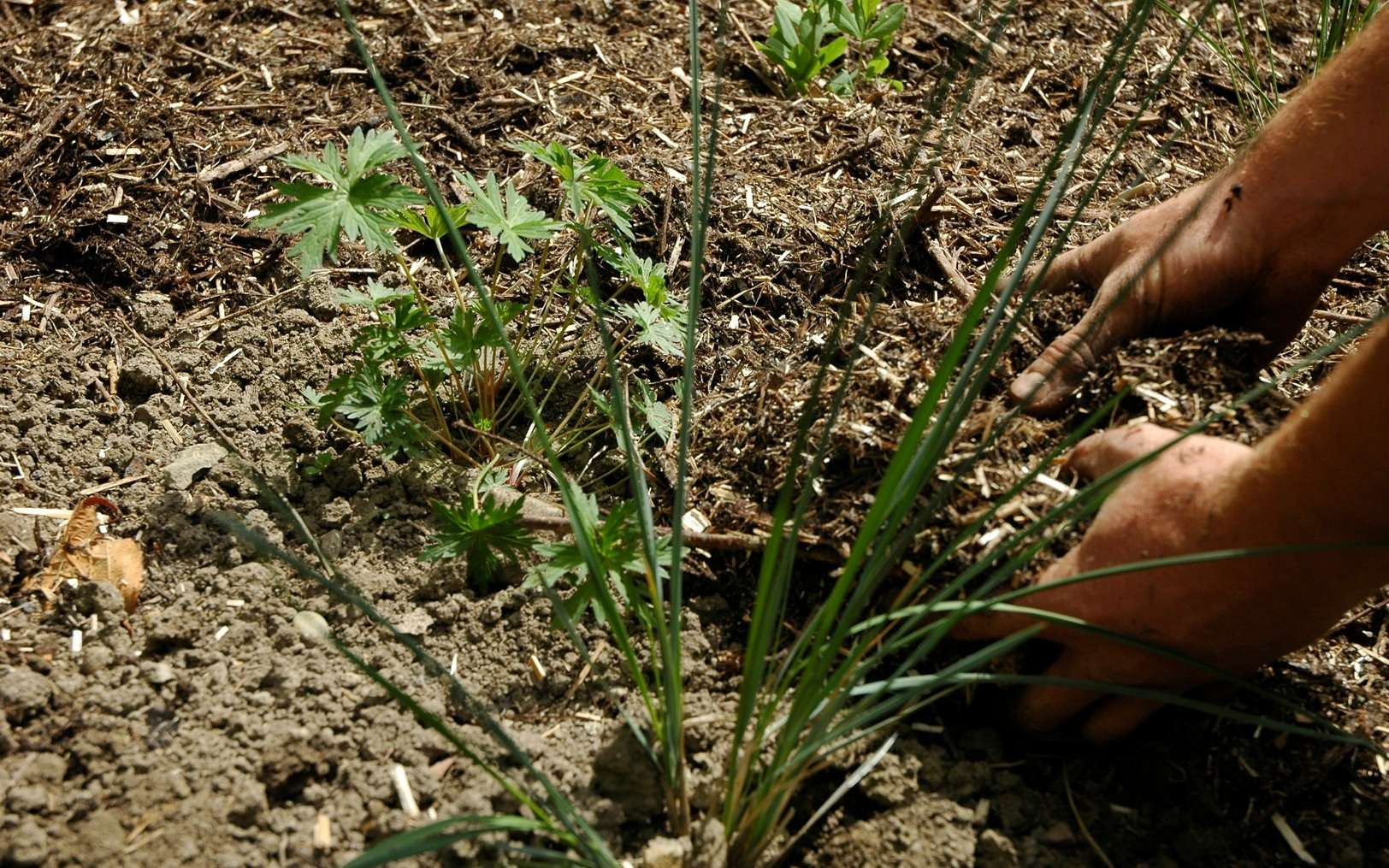 Faire un paillis est une solution simple et naturelle pour entretenir et protéger vos plantations. © Les Jardiniers du possible, Fotopedia, CC BY-NC 3.0
