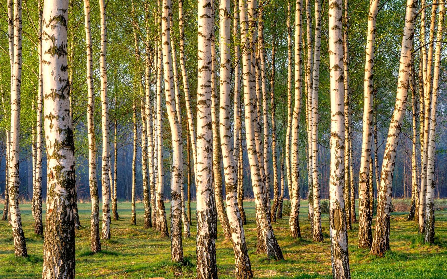 Definition Bouleau Blanc Betula Pendula Bois A Balais Bouleau Verruqueux Futura Planete