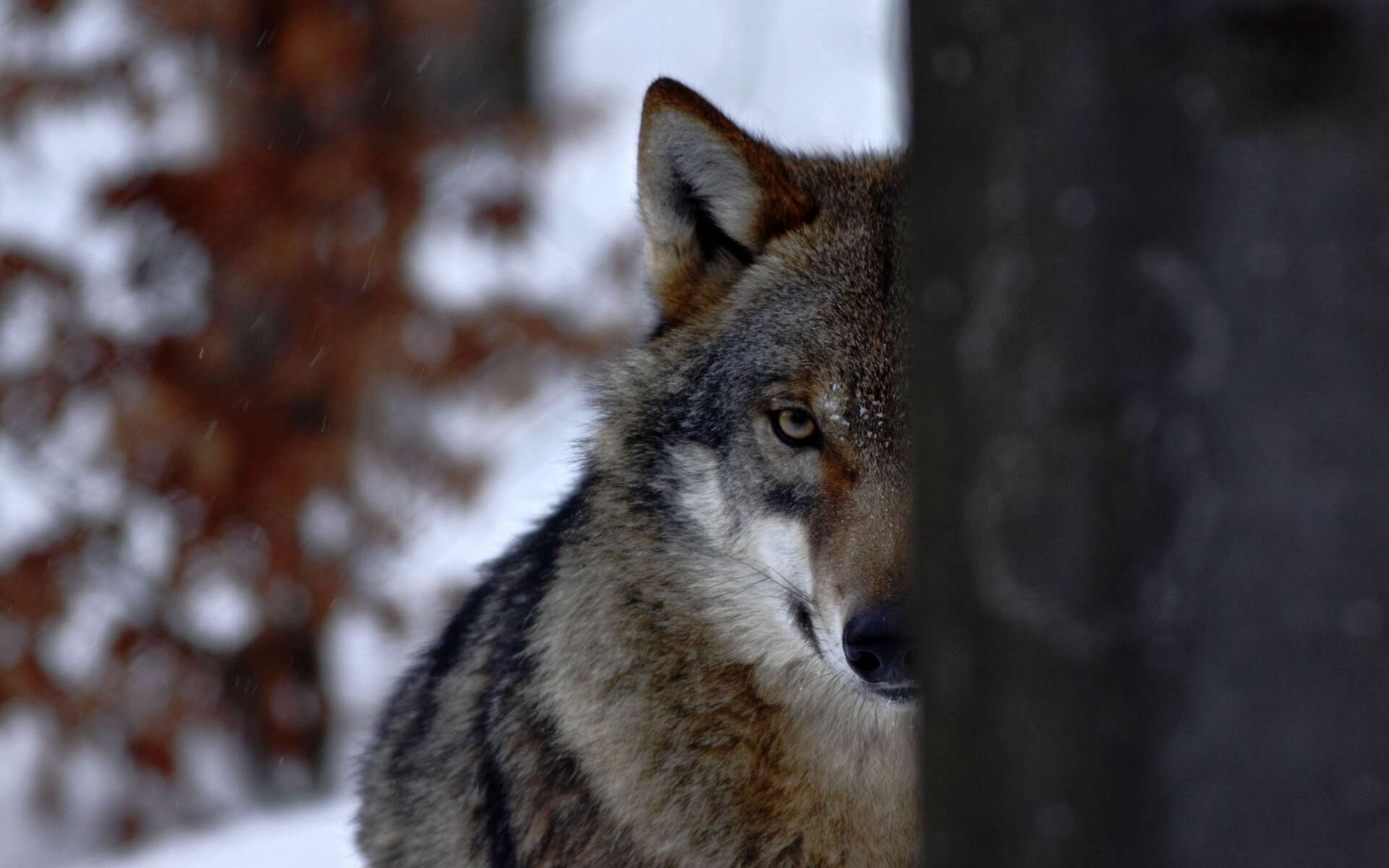 Comprendre la diversité des émotions suscitées par le loup en France