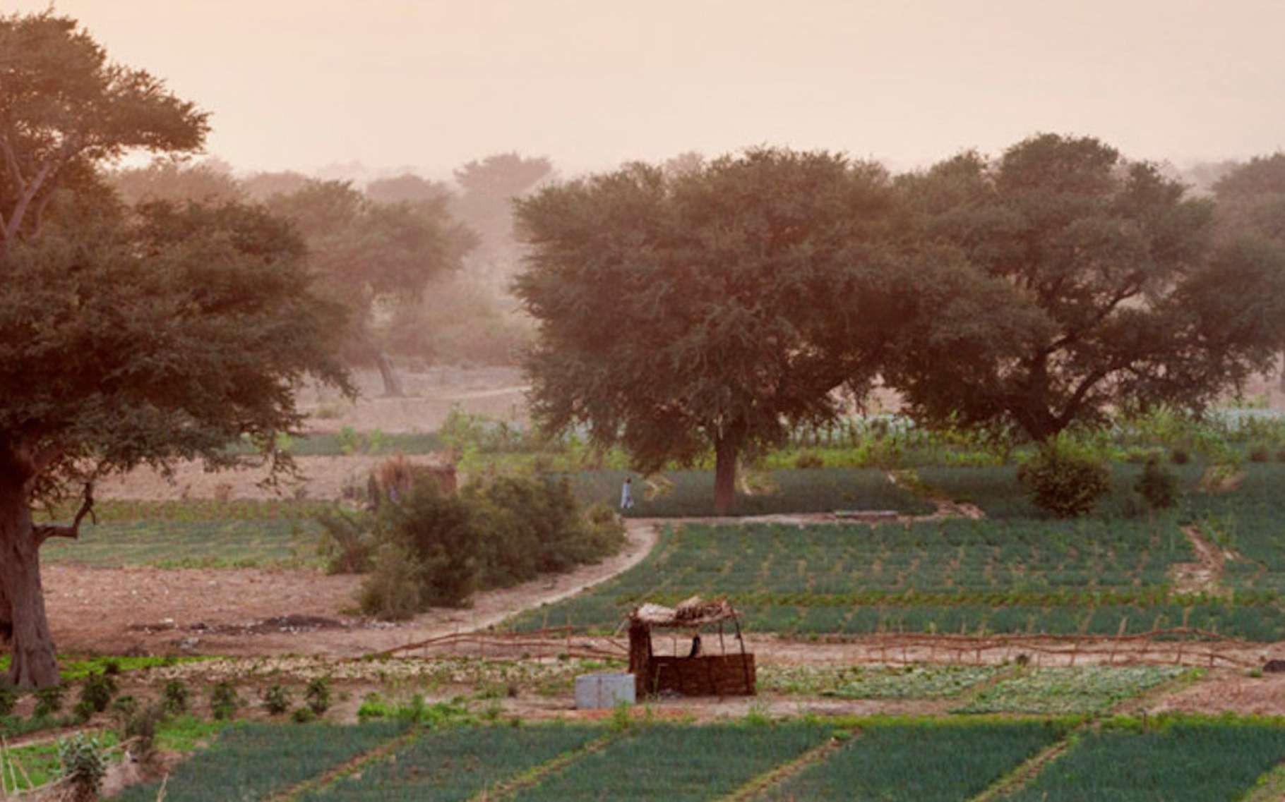 Dans le Sahel, le projet de Grande muraille verte s’accompagne de l’installation de terres agricoles qui participent à la gestion durable des régions désertiques. © Giulio Napolitano, Organisation des Nations unies pour l’alimentation et l’agriculture