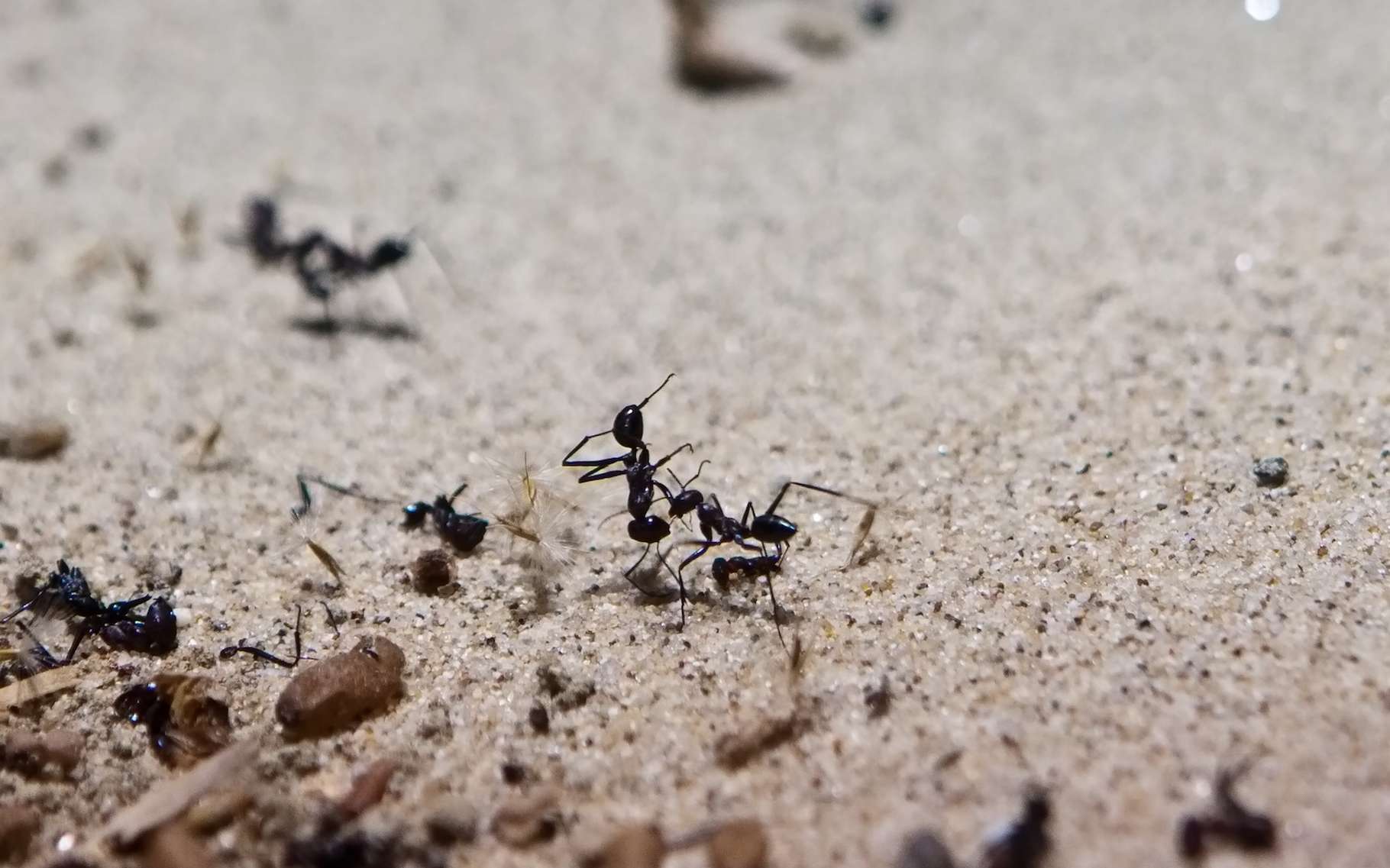 Elles sont petites. Très petites. Et leur cerveau l’est évidemment encore plus. Pourtant, les fourmis ne sont pas si bêtes. Surtout lorsqu’il s’agit de se repérer dans l’espace. © aragami, Adobe Stock