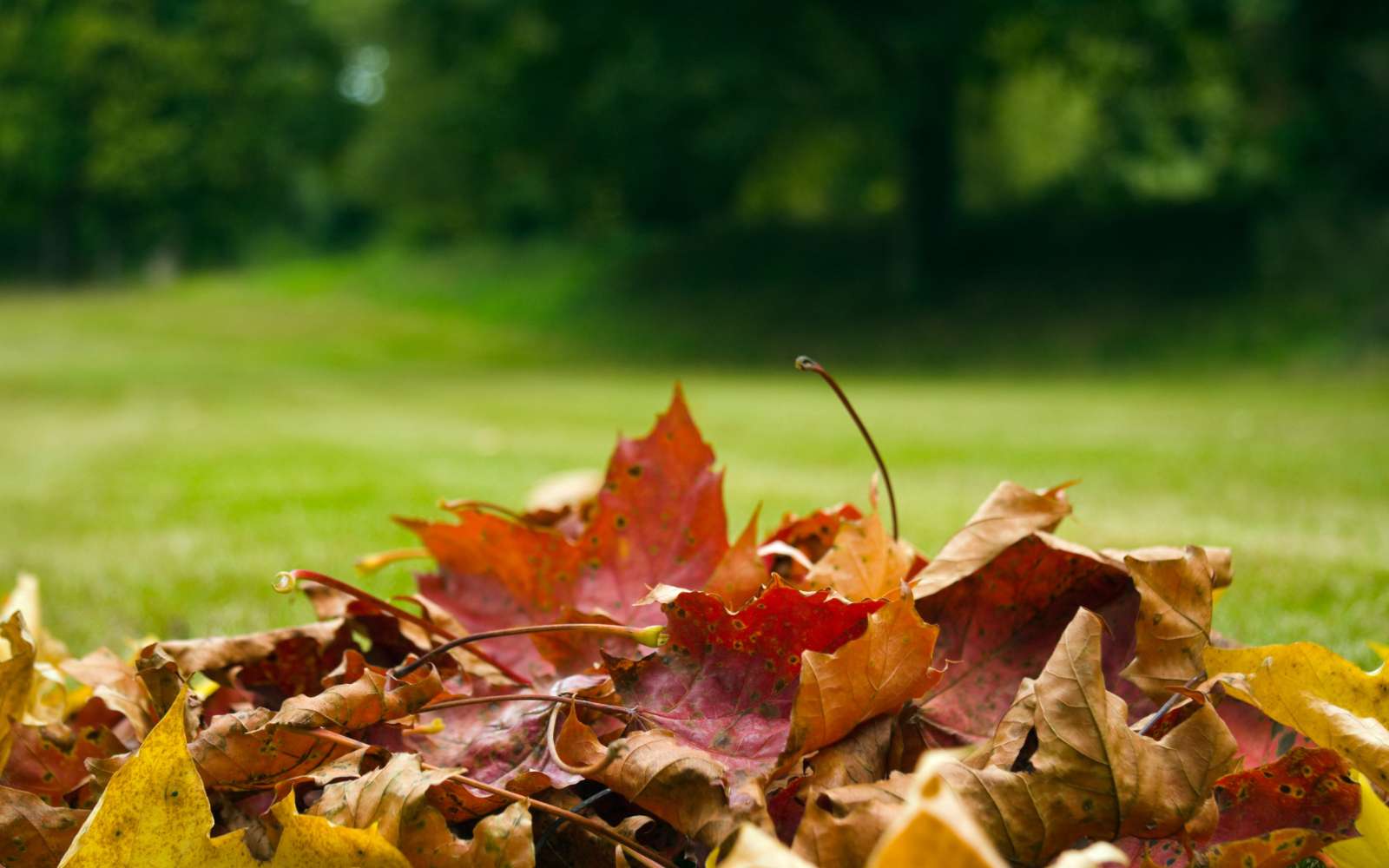 Feuilles mortes et voisinage : ce que la loi vous oblige à faire