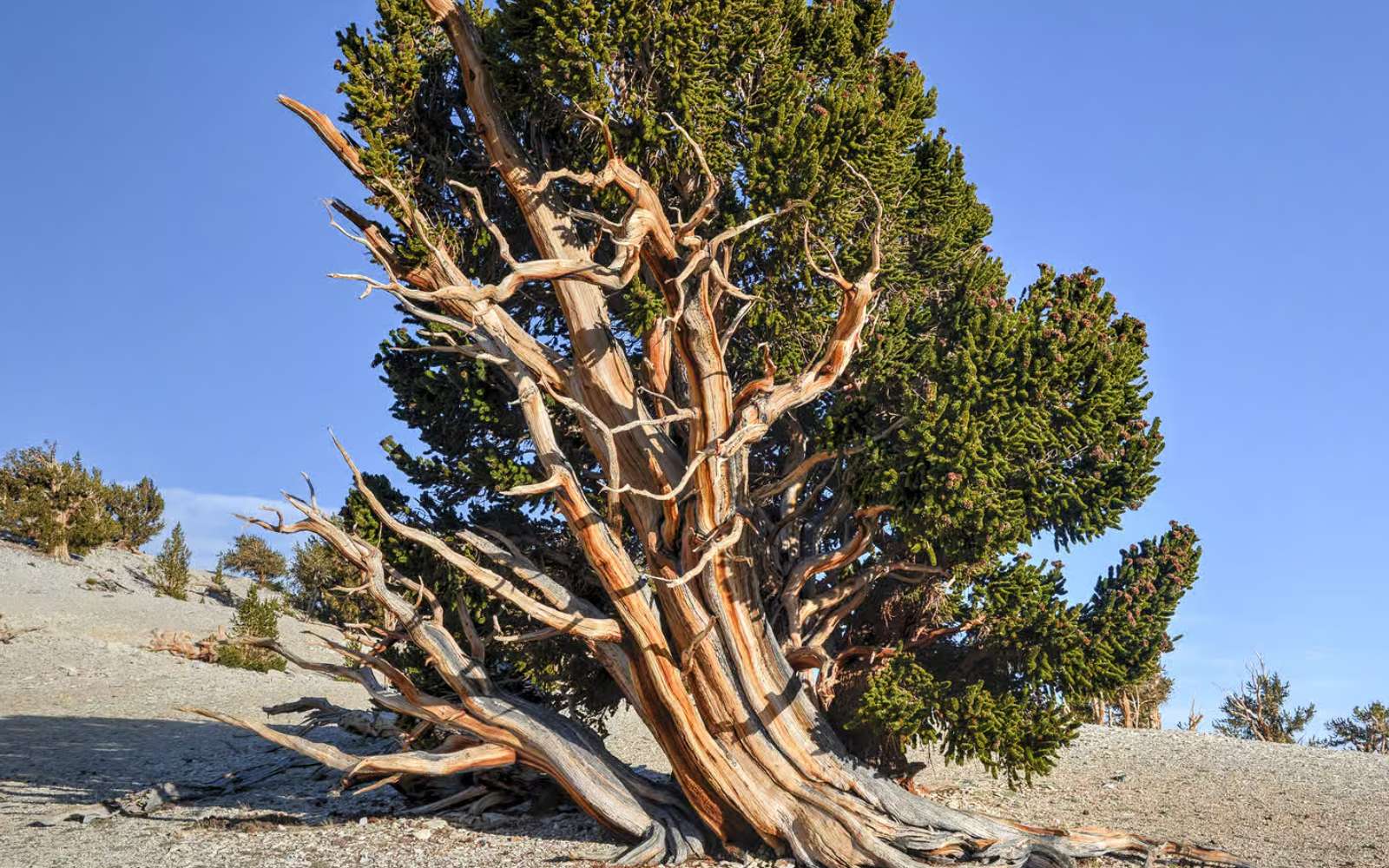 Voici l'arbre le plus ancien jamais découvert (et il est debout depuis l'âge du bronze)