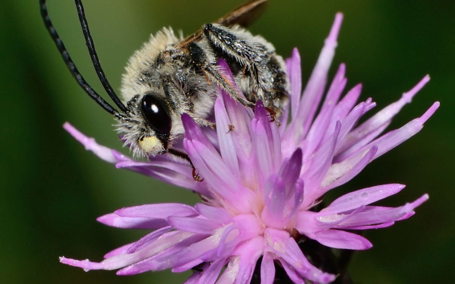 Étonnante découverte d'abeilles momifiées dans leurs cocons !