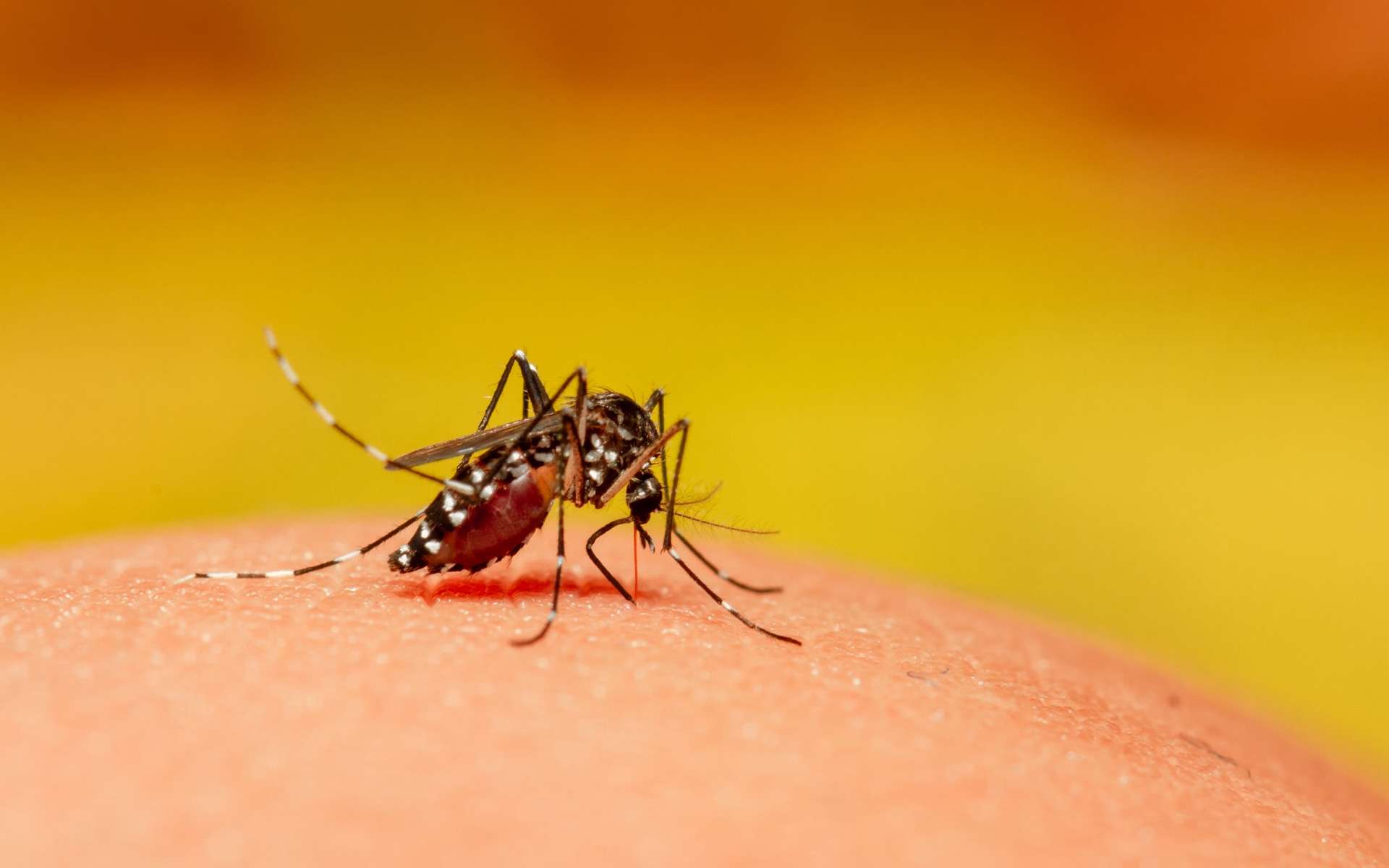 La prolifération du moustique tigre en France favorise la progression des maladies virales telles que dengue, zika et chikungunya. © Alex, Adobe stock