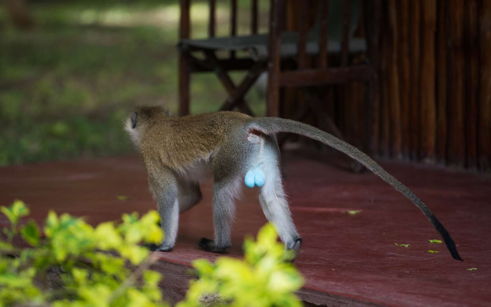 Chez le singe vervet, le scrotum est bleu. © ilyaska, Fotolia