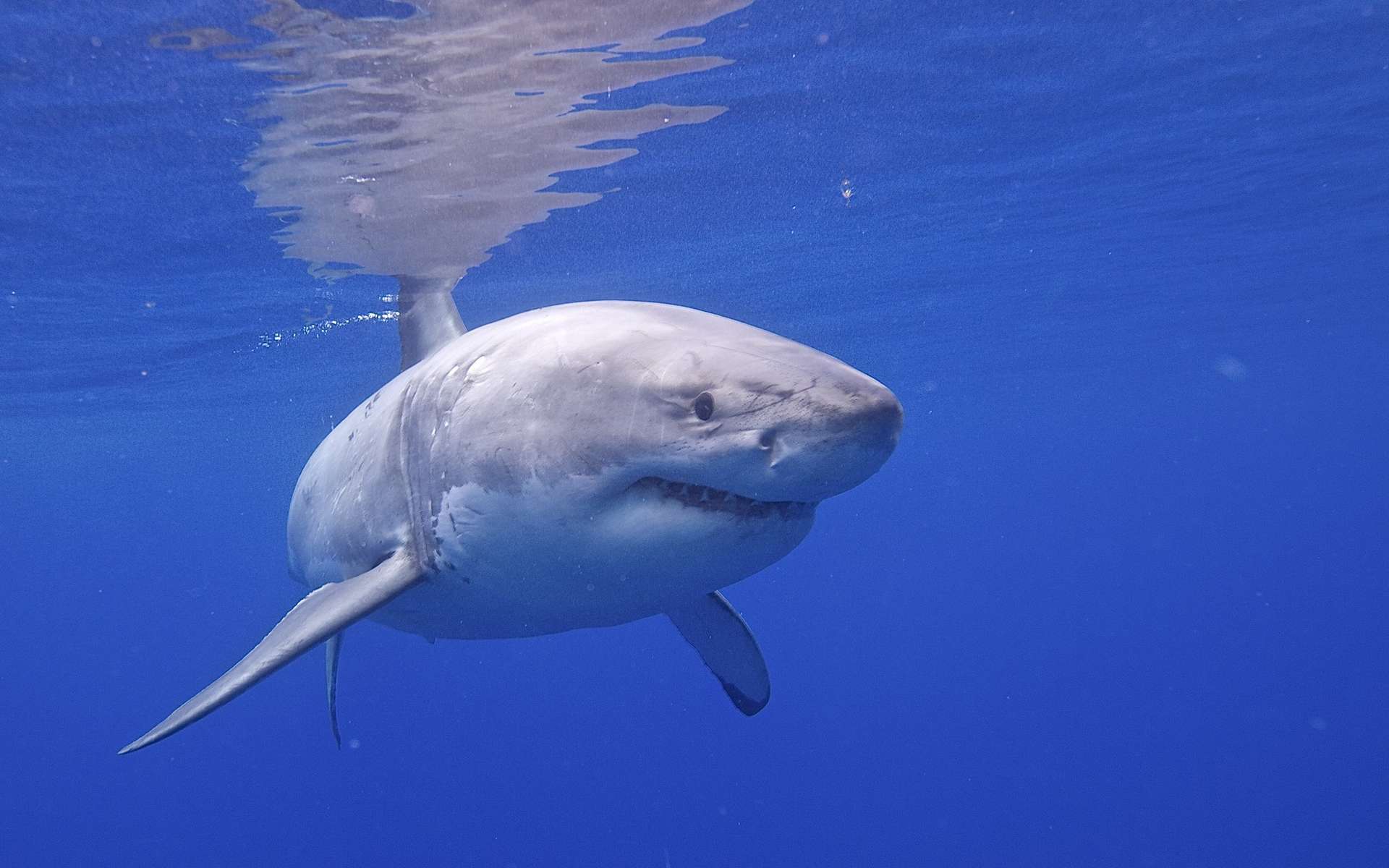 Un requin blanc aperçu pour la première fois en train de tuer une baleine