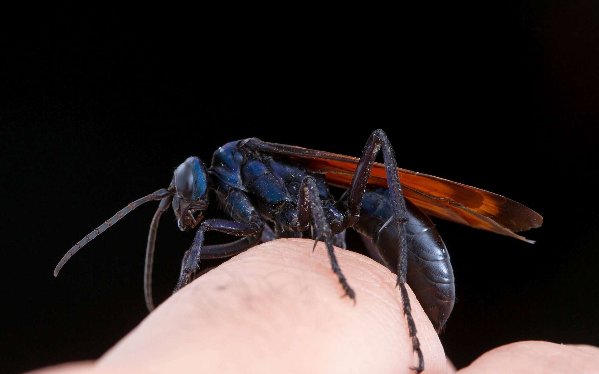 Cet animal paralyse les tarentules... et pourtant un humain a voulu tester son venin (il l'a regretté) !