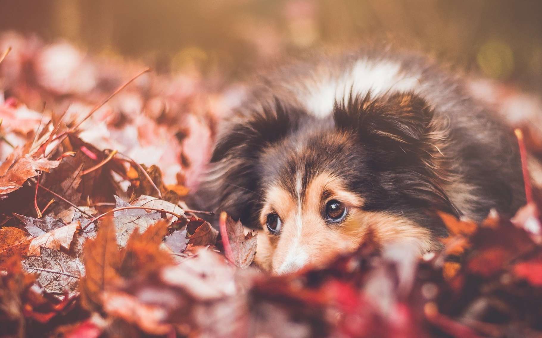 Automne 5 Dangers Pour Nos Chiens Et Chats