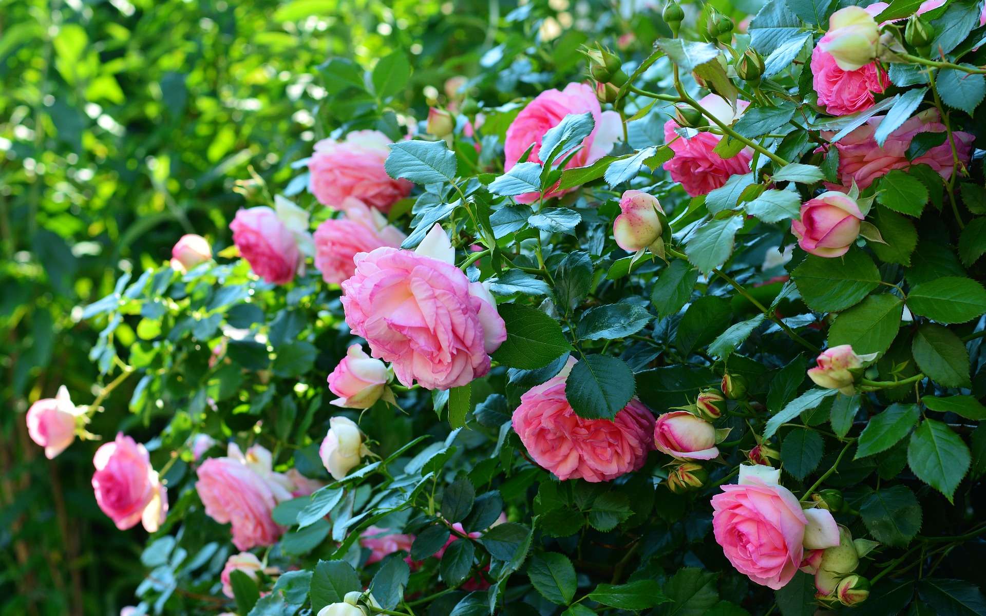 De nombreux rosiers portent des fleurs odorantes. © Congerdesign, Pixabay, DP