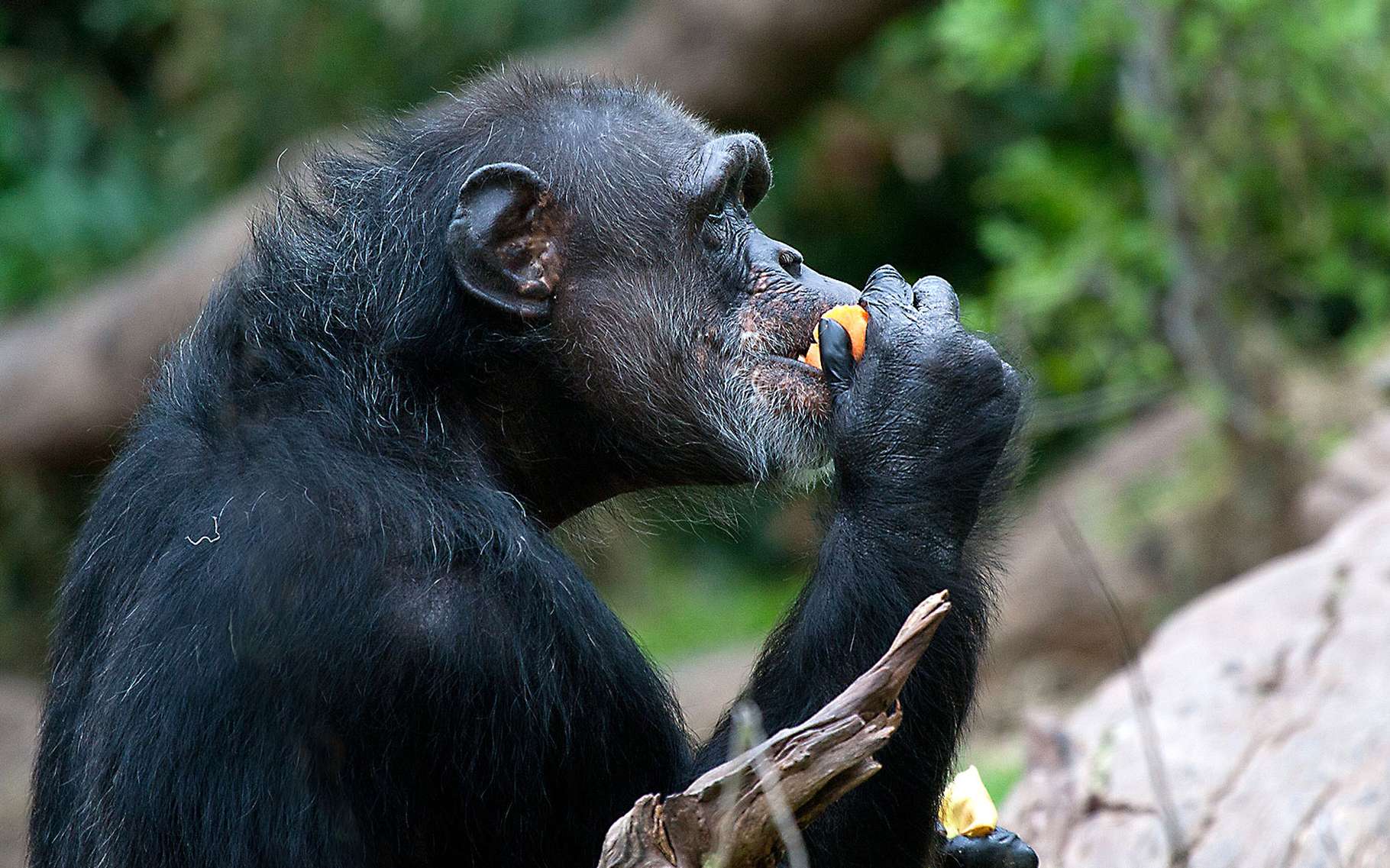 Alimentation Des Chimpanzes Dossier