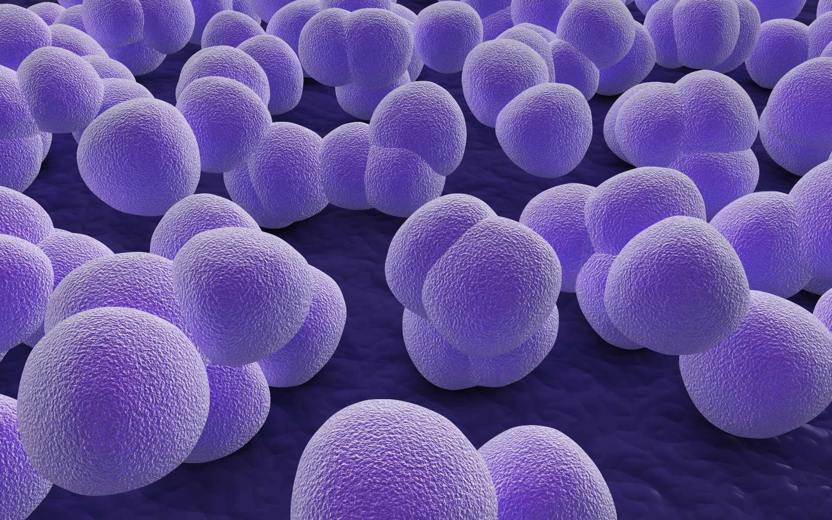 On sait comment la pénicilline tue les bactéries