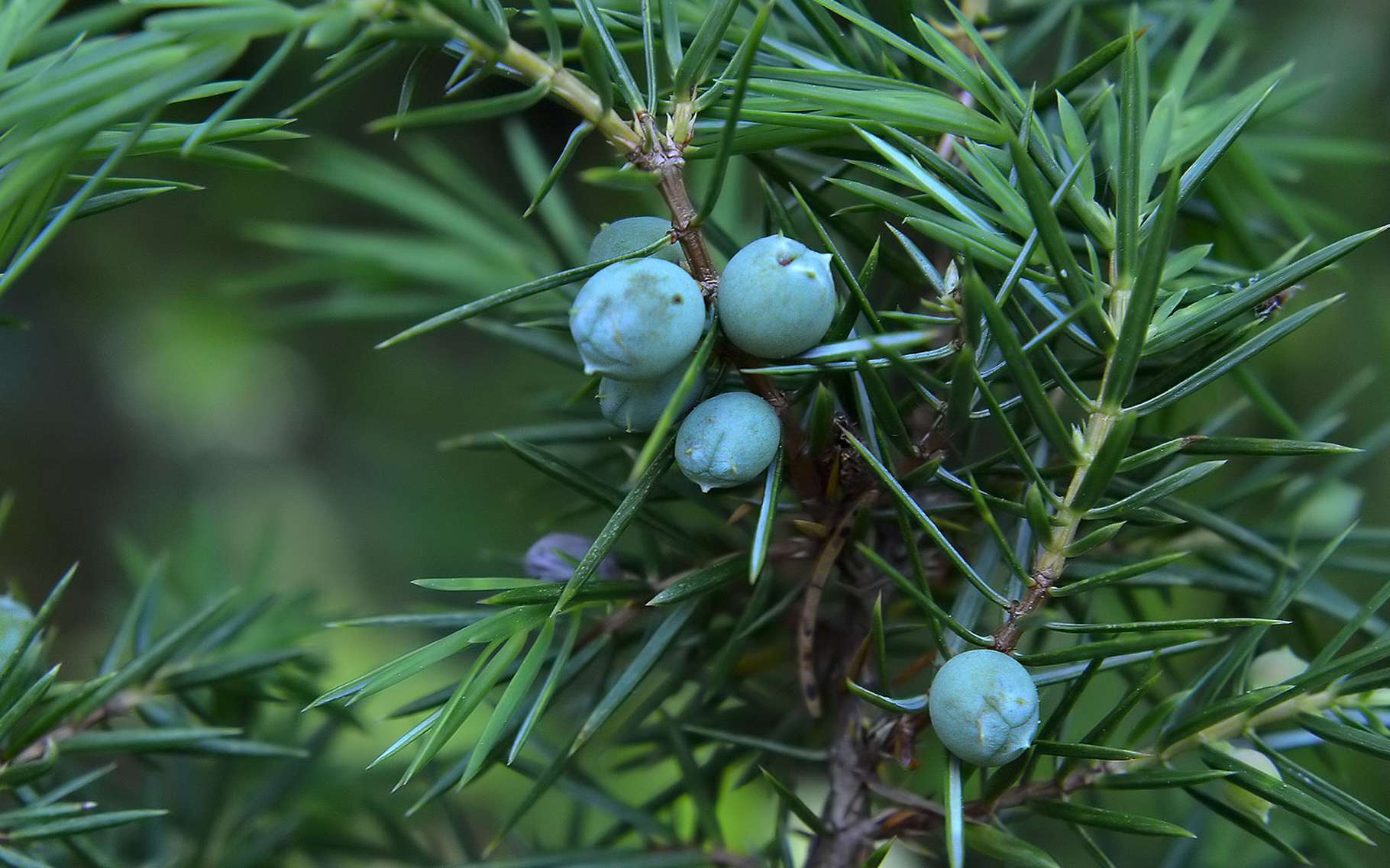 D finition Gen vrier Commun Juniperus Communis Futura Plan te