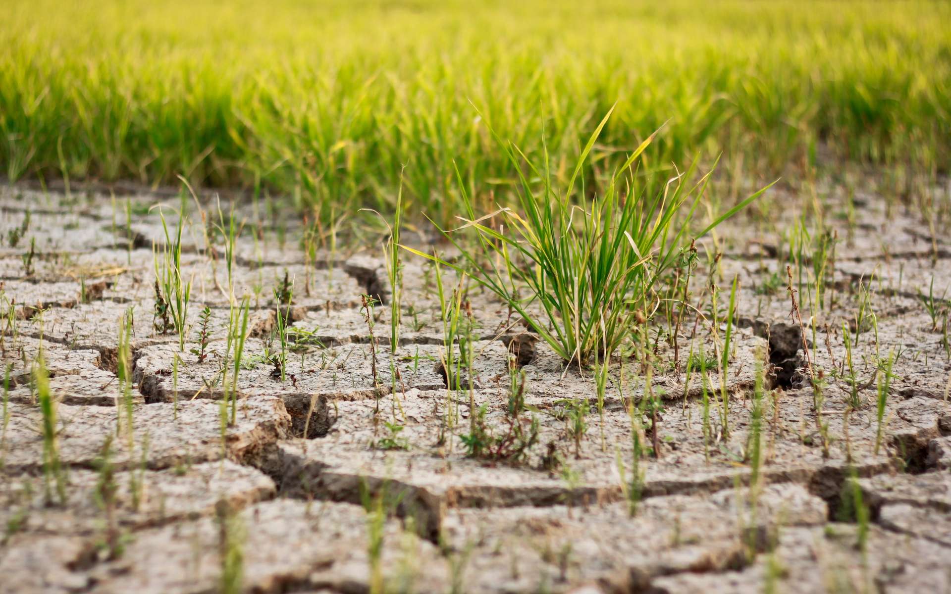 La production de riz en 2022 s'est effondrée sous la pression du réchauffement climatique : les experts sont inquiets