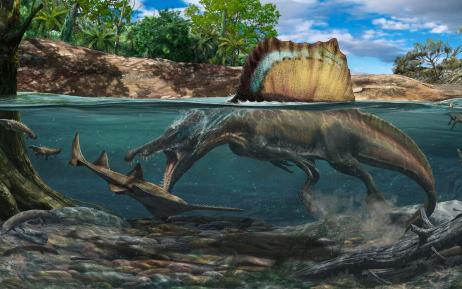 Vue d'artiste de Spinosaurus chassant un poisson-scie tout en nageant grâce à ses pattes palmées, sa queue en forme de nageoire et son importante densité osseuse. © Davide Bonadonna