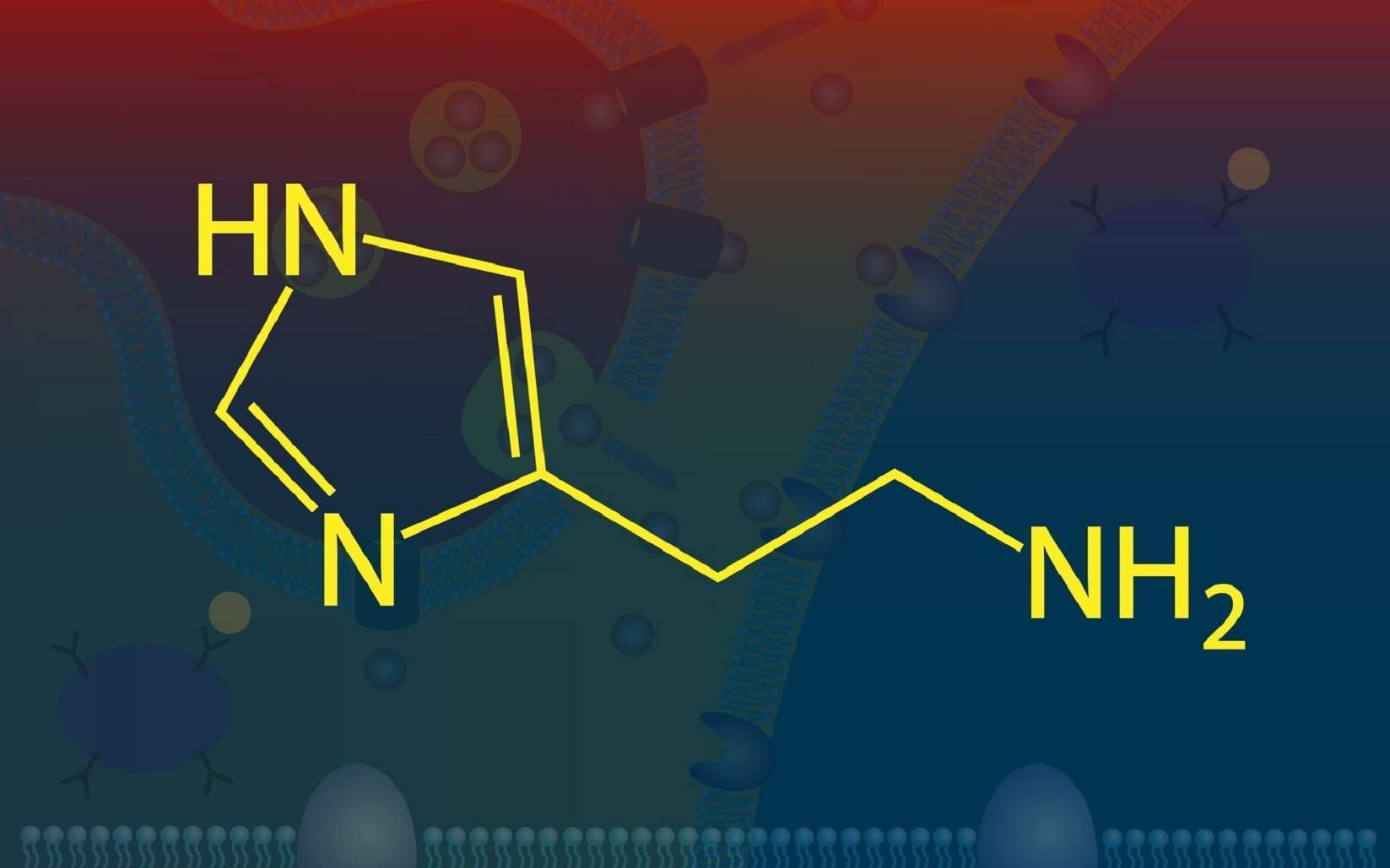 Définition Histamine Futura Santé