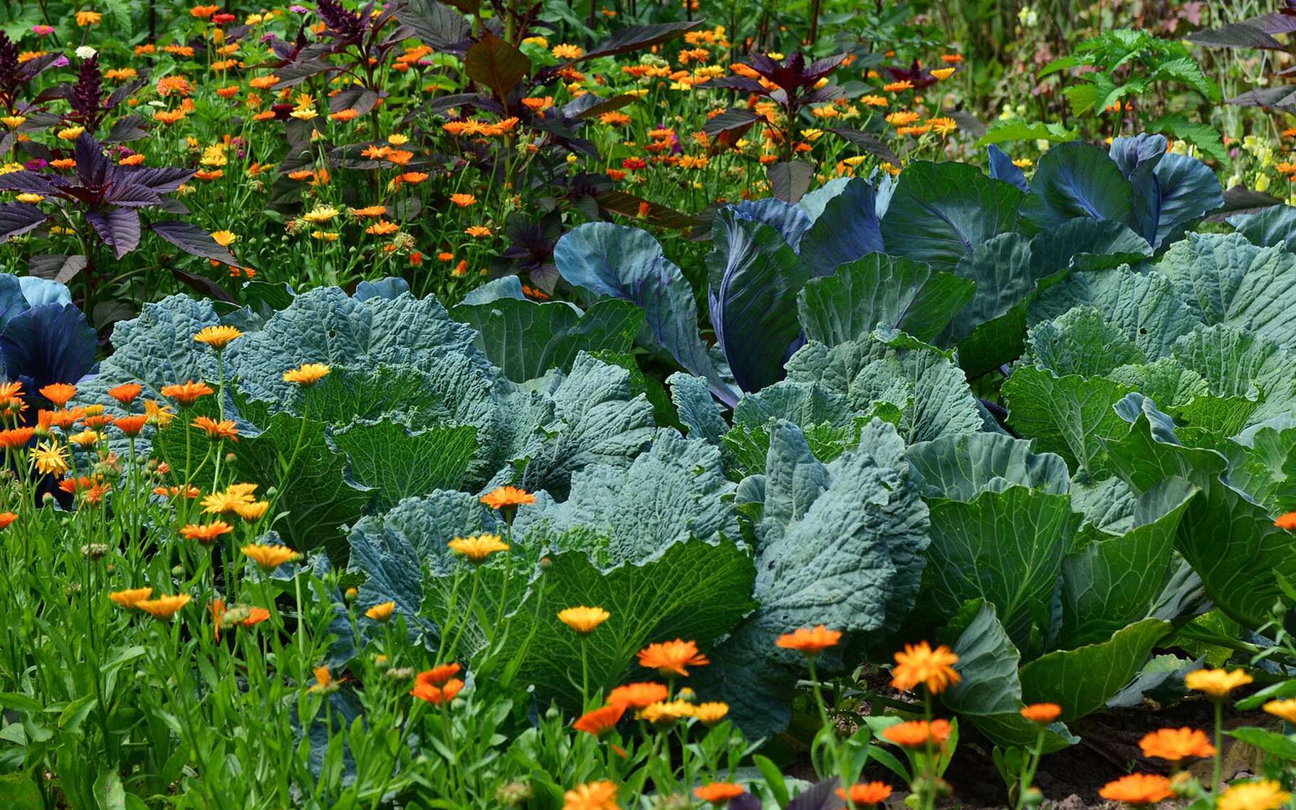Rotation Des Cultures Pourquoi Changer De Place Vos Légumes - 