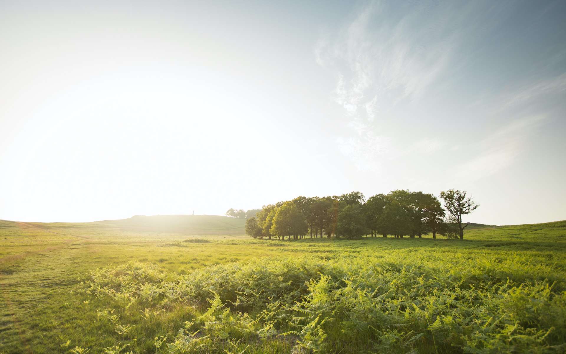 Les petits bois sont meilleurs pour l'écologie (et votre santé) que les grandes forêts