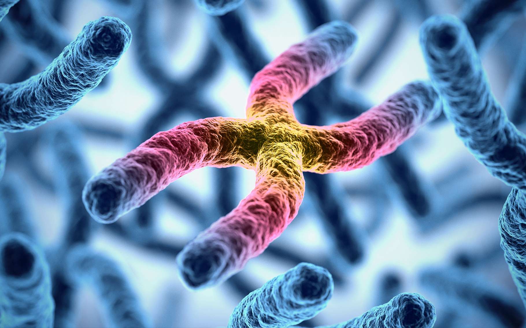 La biologiste Nettie Stevens a joué un grand rôle dans la découverte des chromosomes X et Y. Ici, une illustration 3D de chromosomes. © koya979, Shutterstock