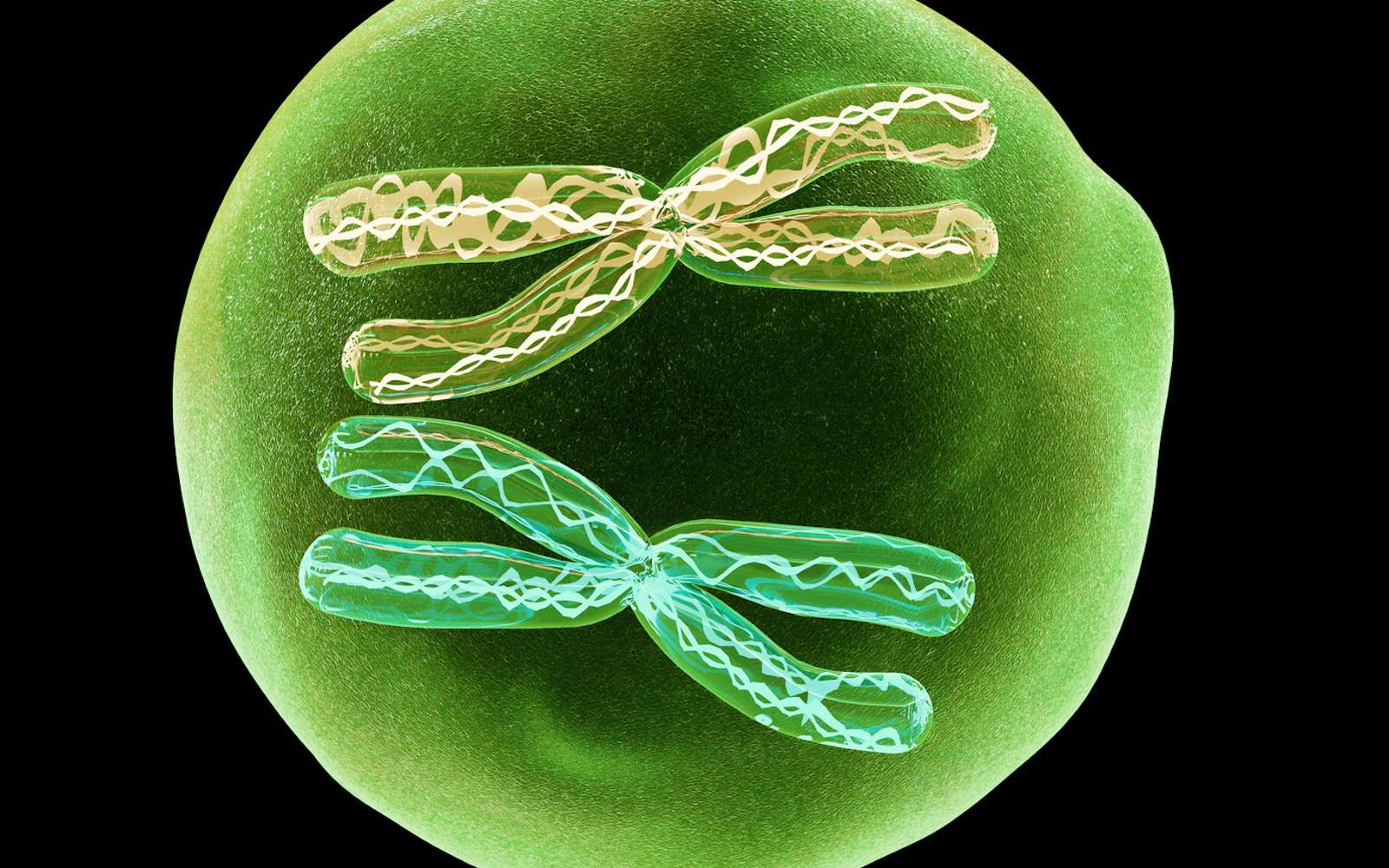 Une cellule diploïde possède deux exemplaires (2n) de chaque chromosome. © Giovanni Cancemi, Fotolia