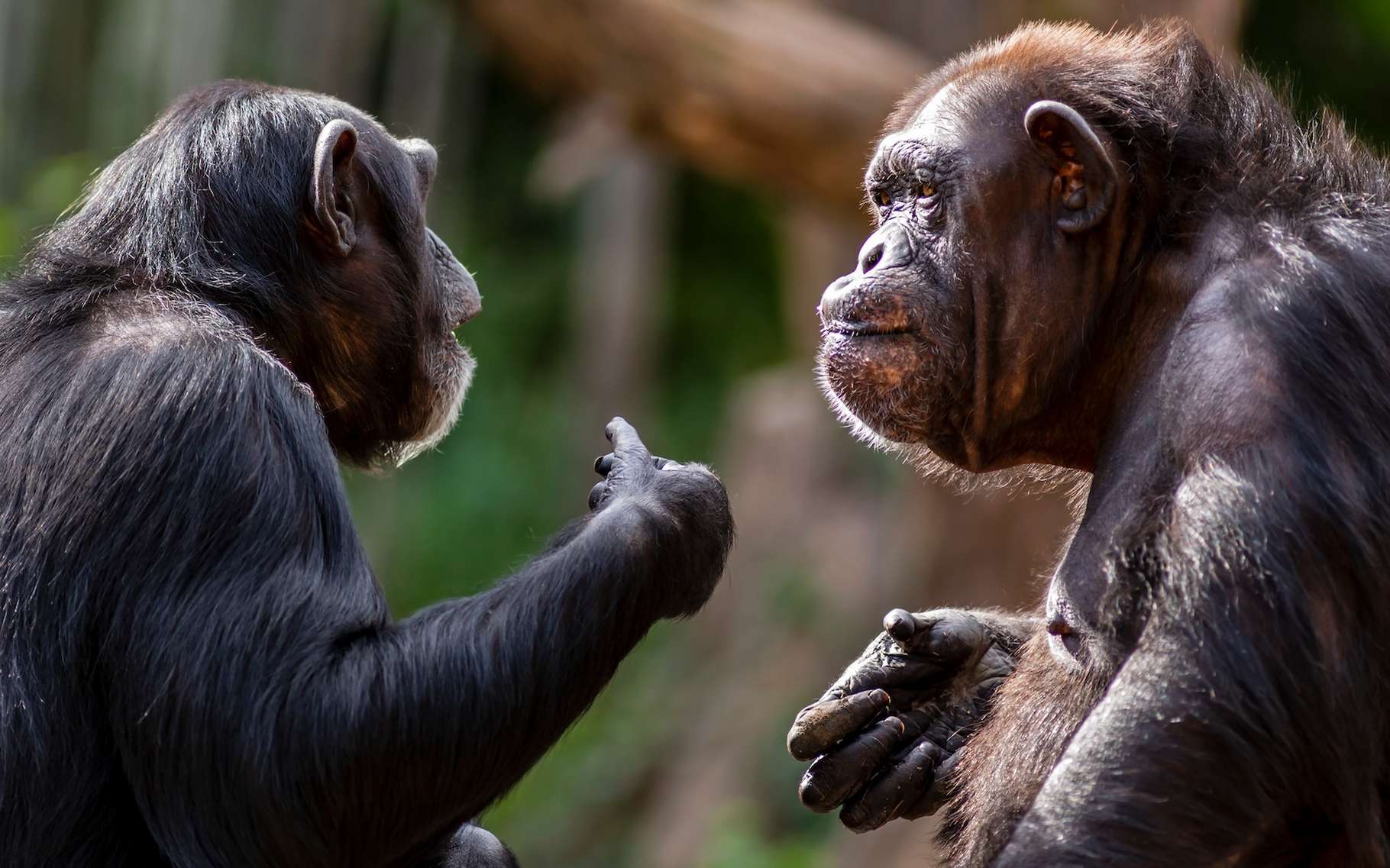 Cette découverte sur la conversation des chimpanzés va vous étonner