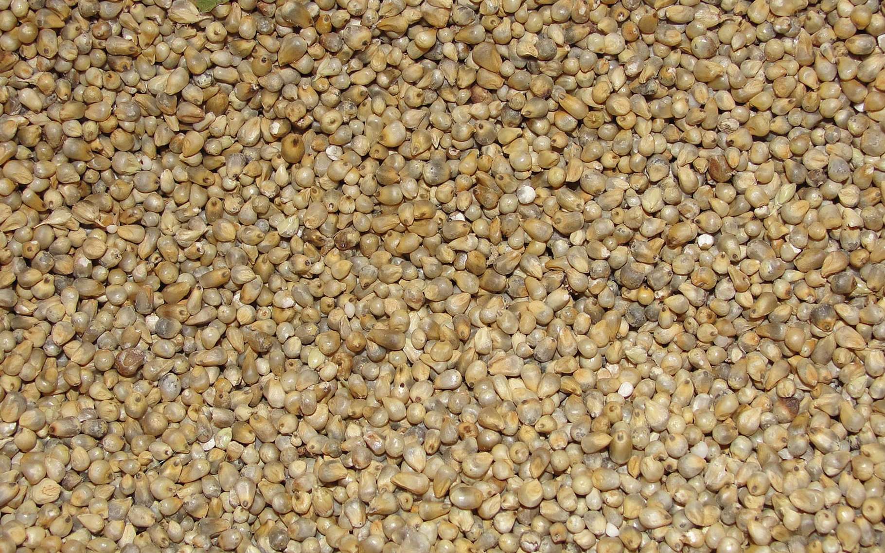Le millet vocabulaire autour de la céréale Dossier