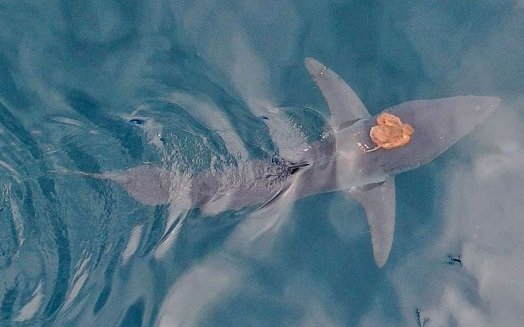 Des scientifiques surpris par un passager venu des profondeurs accroché sur le dos de ce requin !