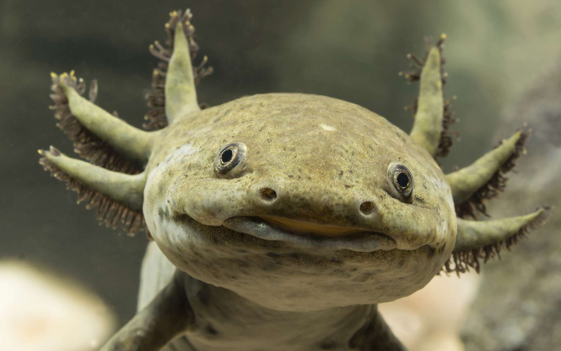 L'axolotl, cet enfant éternel, se régénère à l'infini