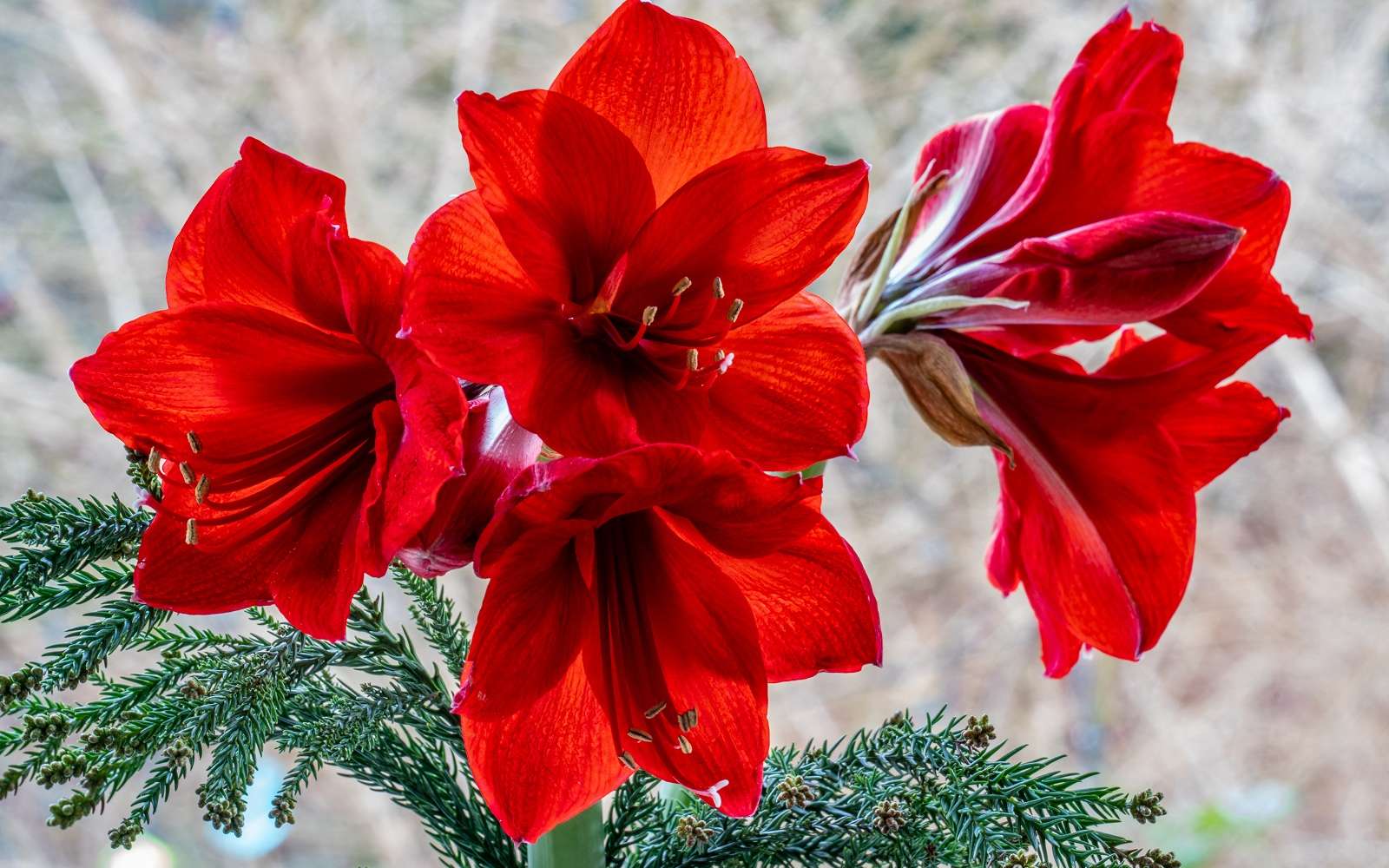 Floraison majestueuse de l'amaryllis. © Ina, Adobe Stock