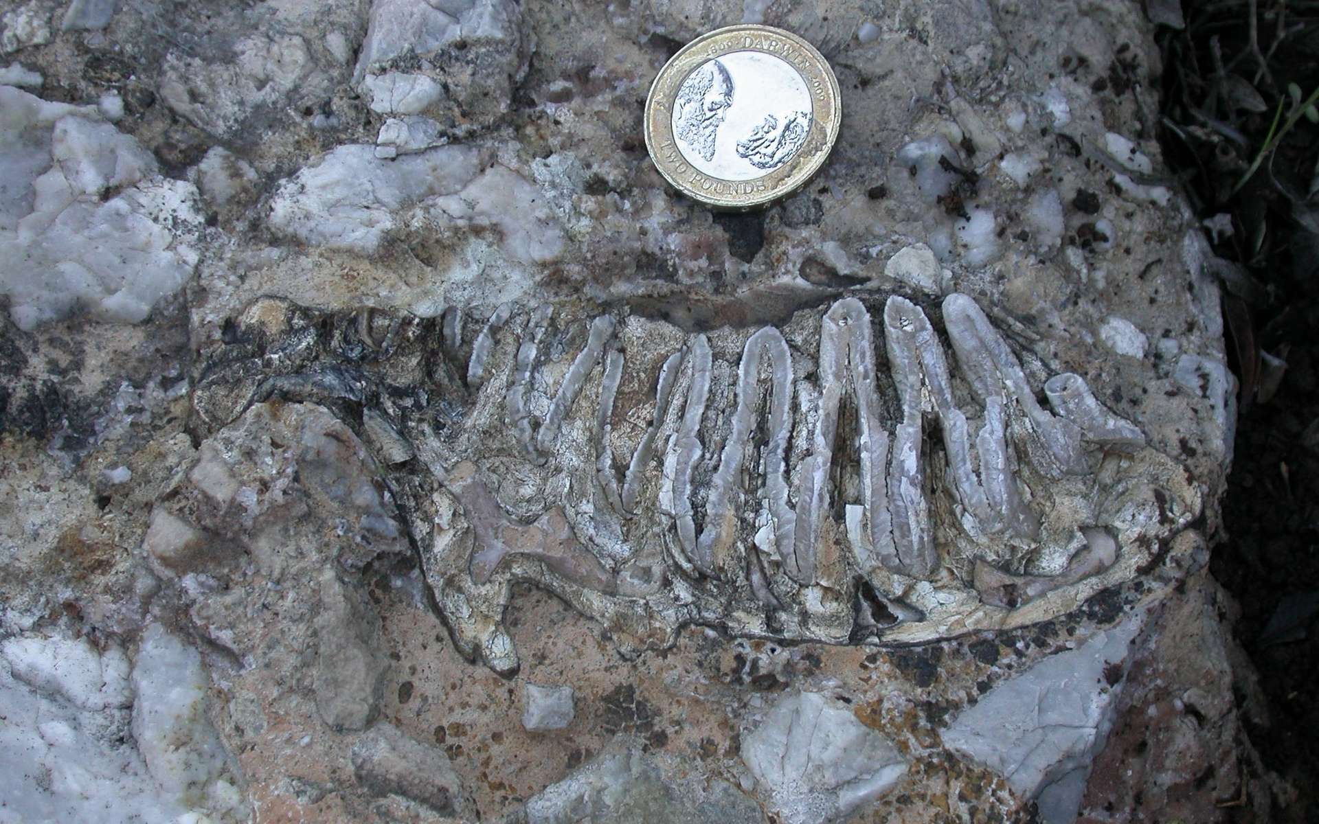 Photographie prise lors de la découverte d'une dent de mammouth nain en Crète. Elle reposait dans une couche de roche sédimentaire. Les ronds d'émail, i.e. les motifs visibles, ont été utilisés comme critère de détermination de l'espèce de son propriétaire. © Victoria Herridge