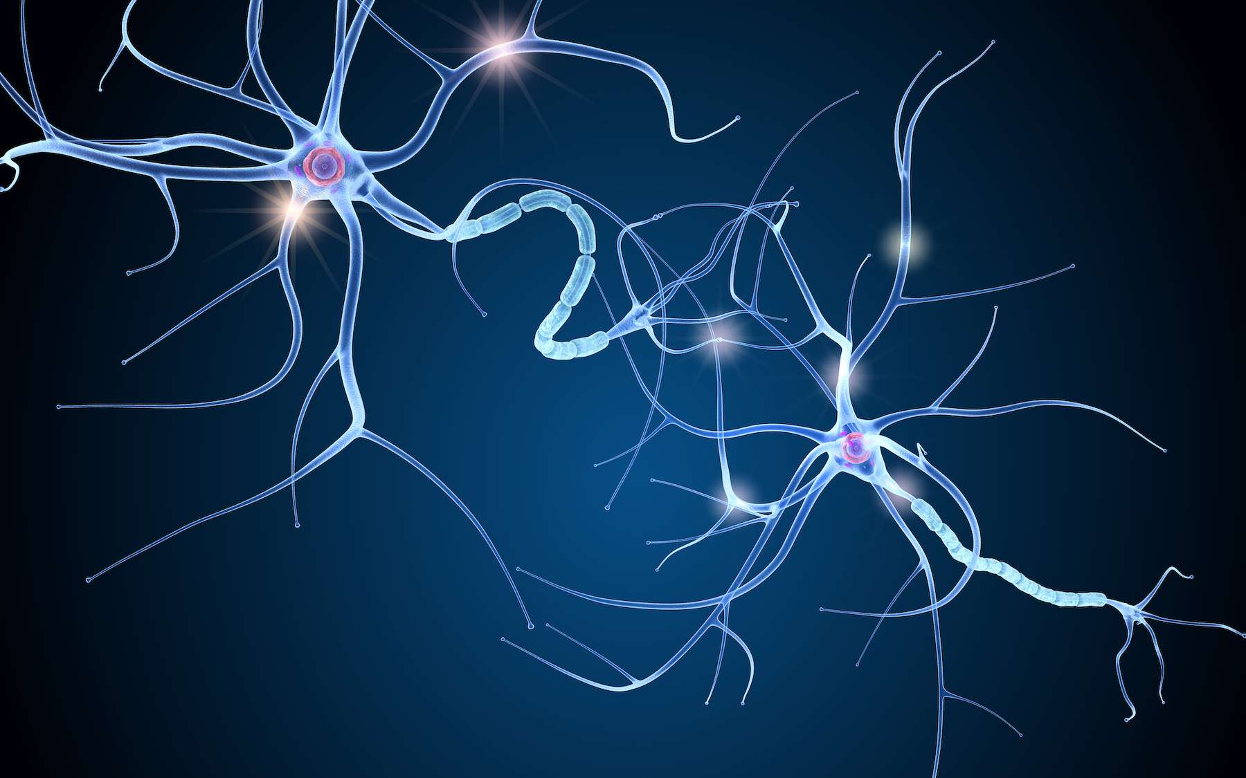 Les neurones forment des excroissances appelées neurites. © Alexandr Mitiuc, Adobe Stock