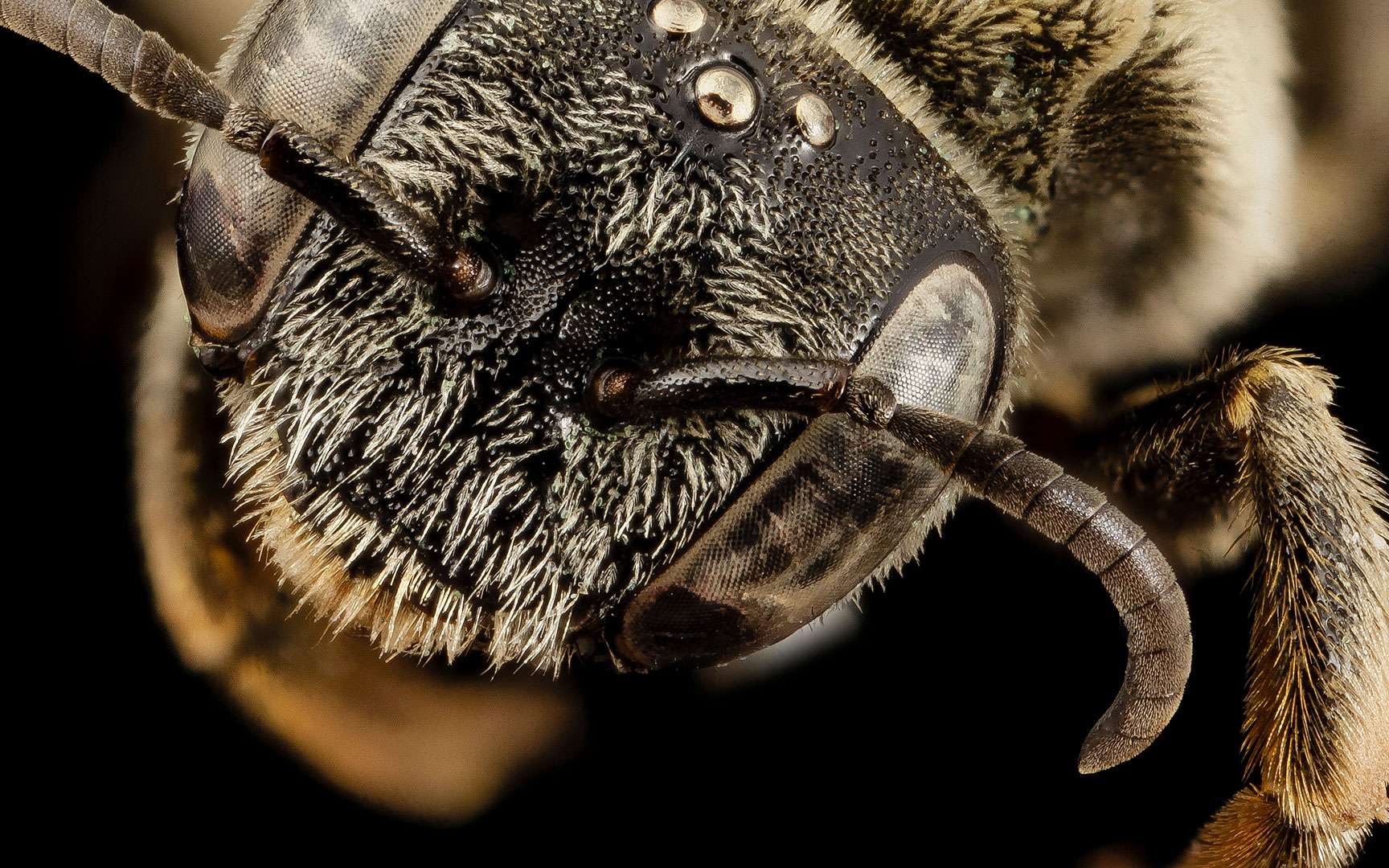 Pourquoi les abeilles sont-elles connues dans le monde