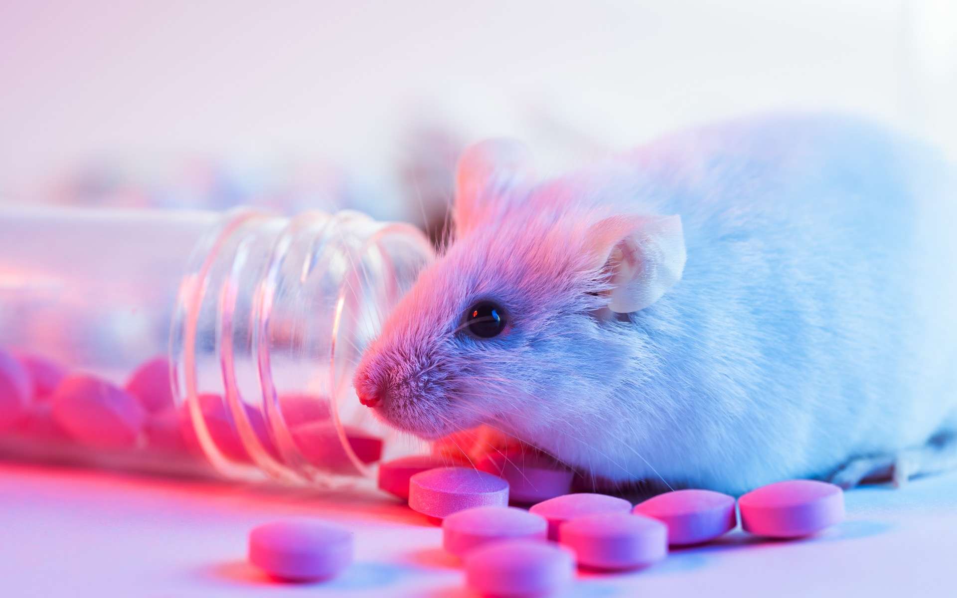 Ce traitement testé sur les souris empêche la propagation du cancer du sein