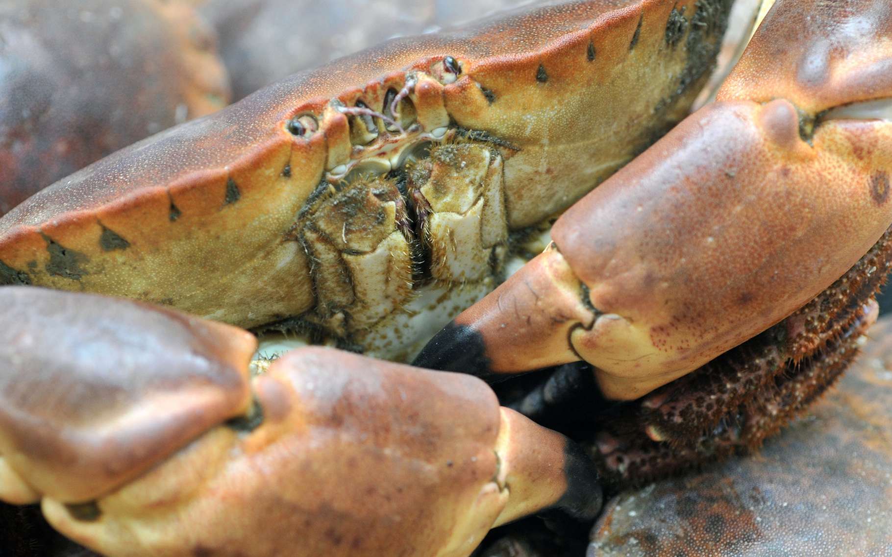 Vers une révolution pour les batteries grâce aux crabes ?